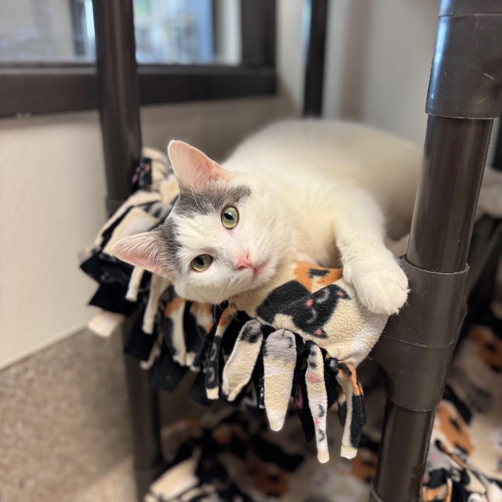 Zippel, Adoptable, Adult Male Domestic Short Hair.