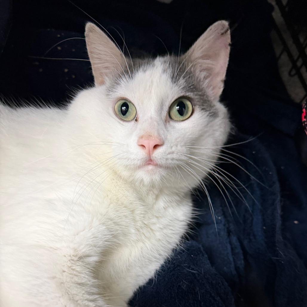 Zippel, Adoptable, Adult Male Domestic Short Hair.