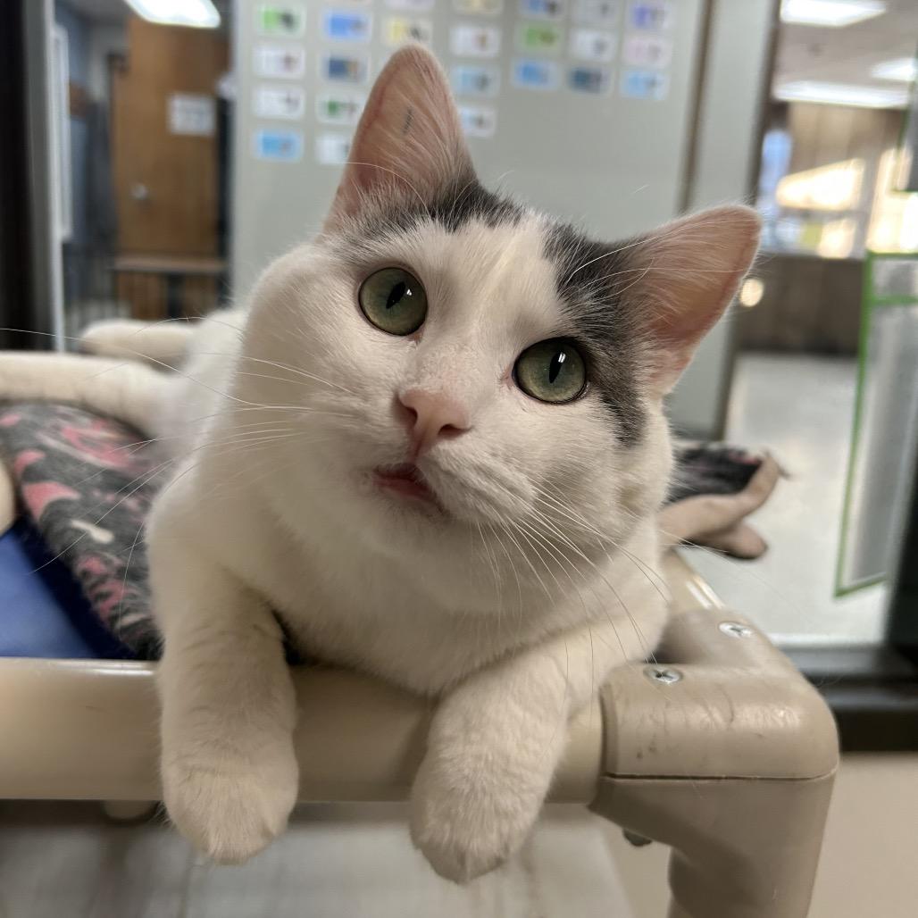Enlarge Zippel, a Adoptable Domestic Short Hair in Detroit Lakes, MN image 2/3