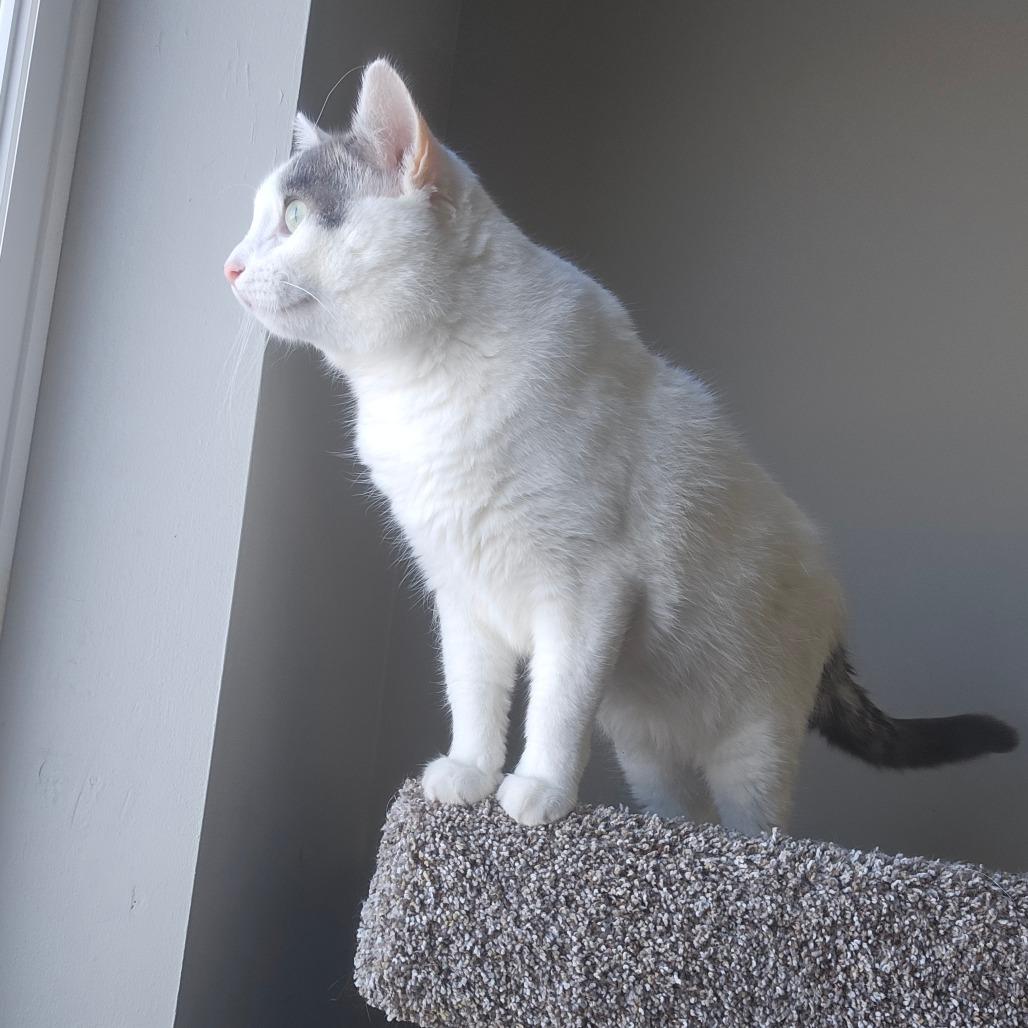 Enlarge Zippel, a Adoptable Domestic Short Hair in Detroit Lakes, MN image 3/3