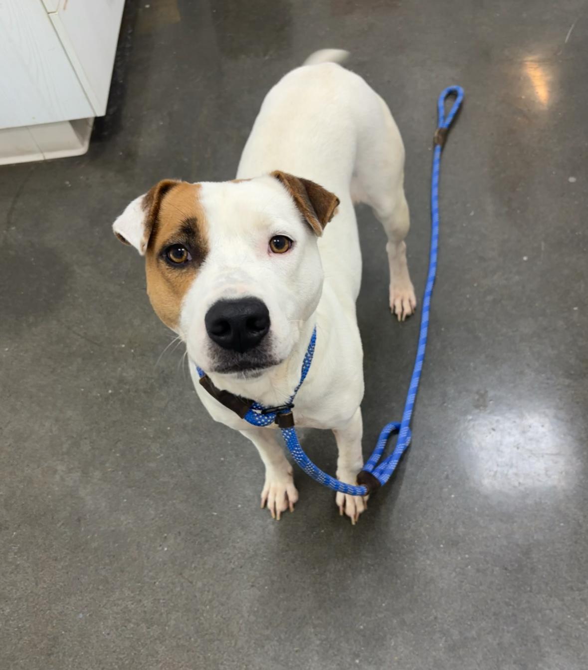 Marrie, Adopted, Adult Female Pit Bull Terrier.