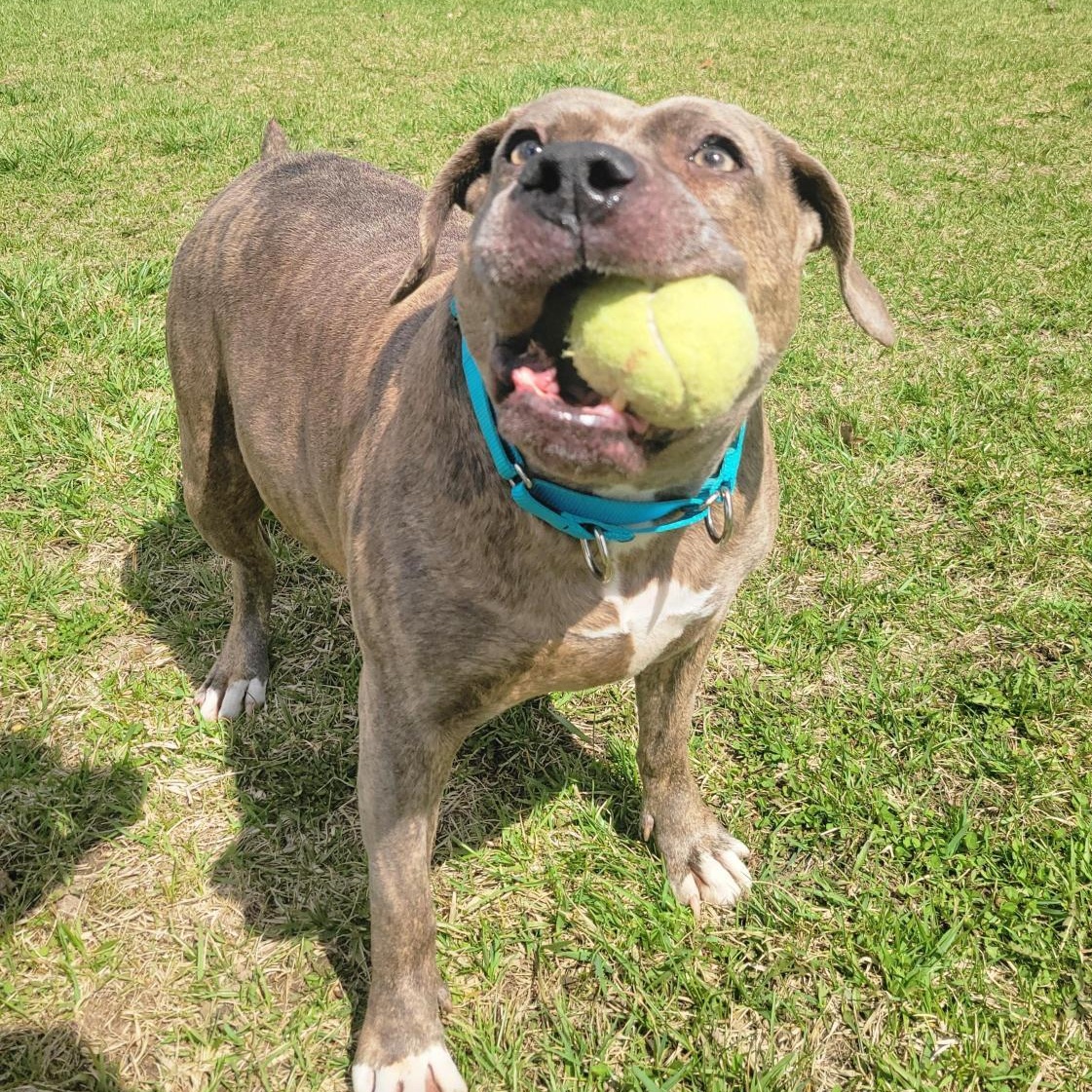 Sara, ADOPTABLE, Adult Female Mixed Breed.