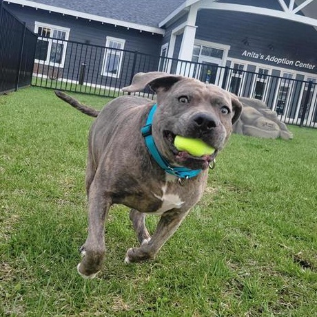 Enlarge Sara, a ADOPTABLE Mixed Breed in Cooperstown, NY image 3/3