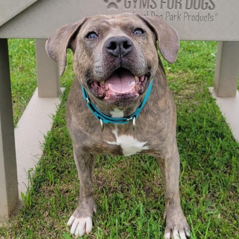 Sara, an adoptable Mixed Breed in Cooperstown, NY image 1/4