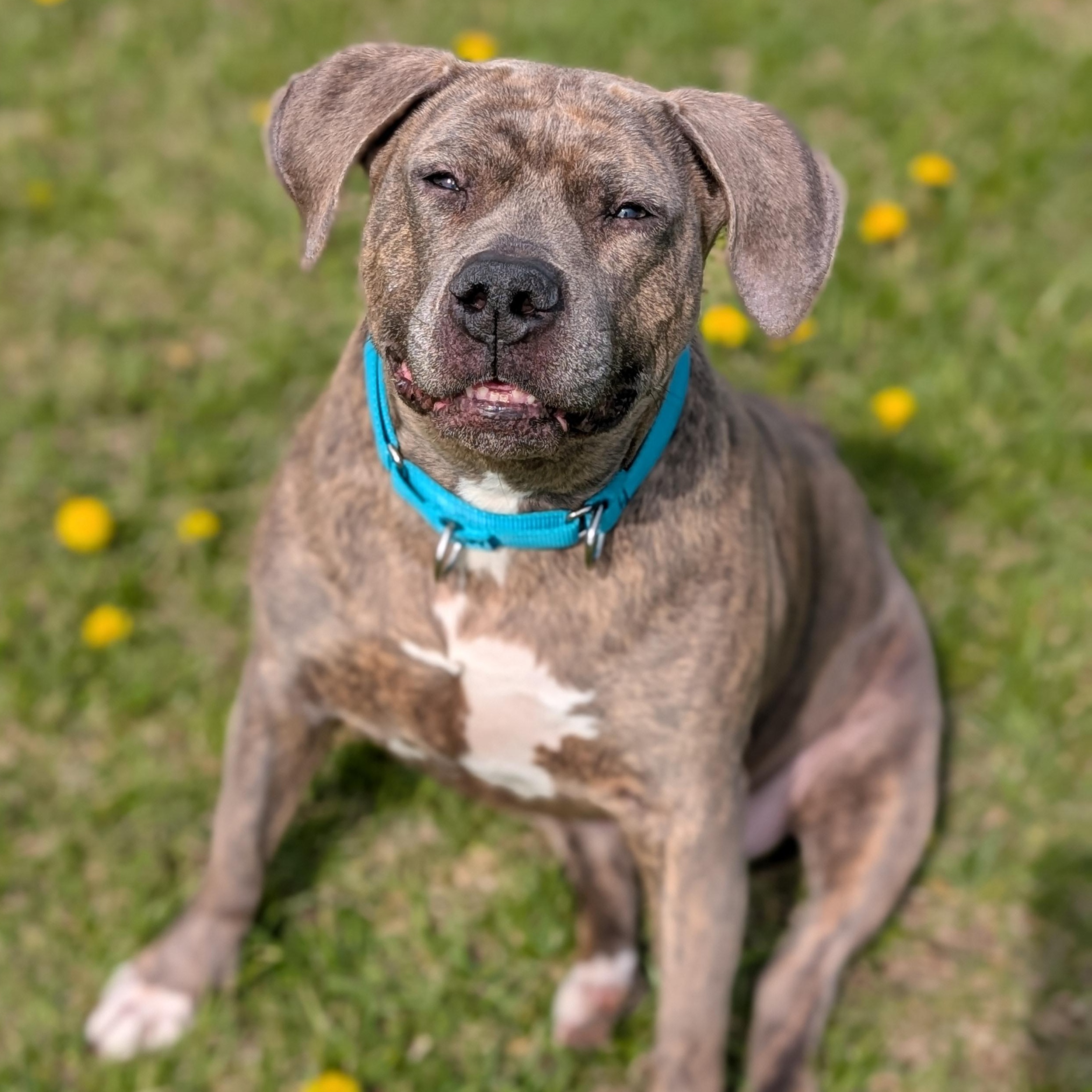Sara, a ADOPTABLE Mixed Breed in Cooperstown, NY image 2/4