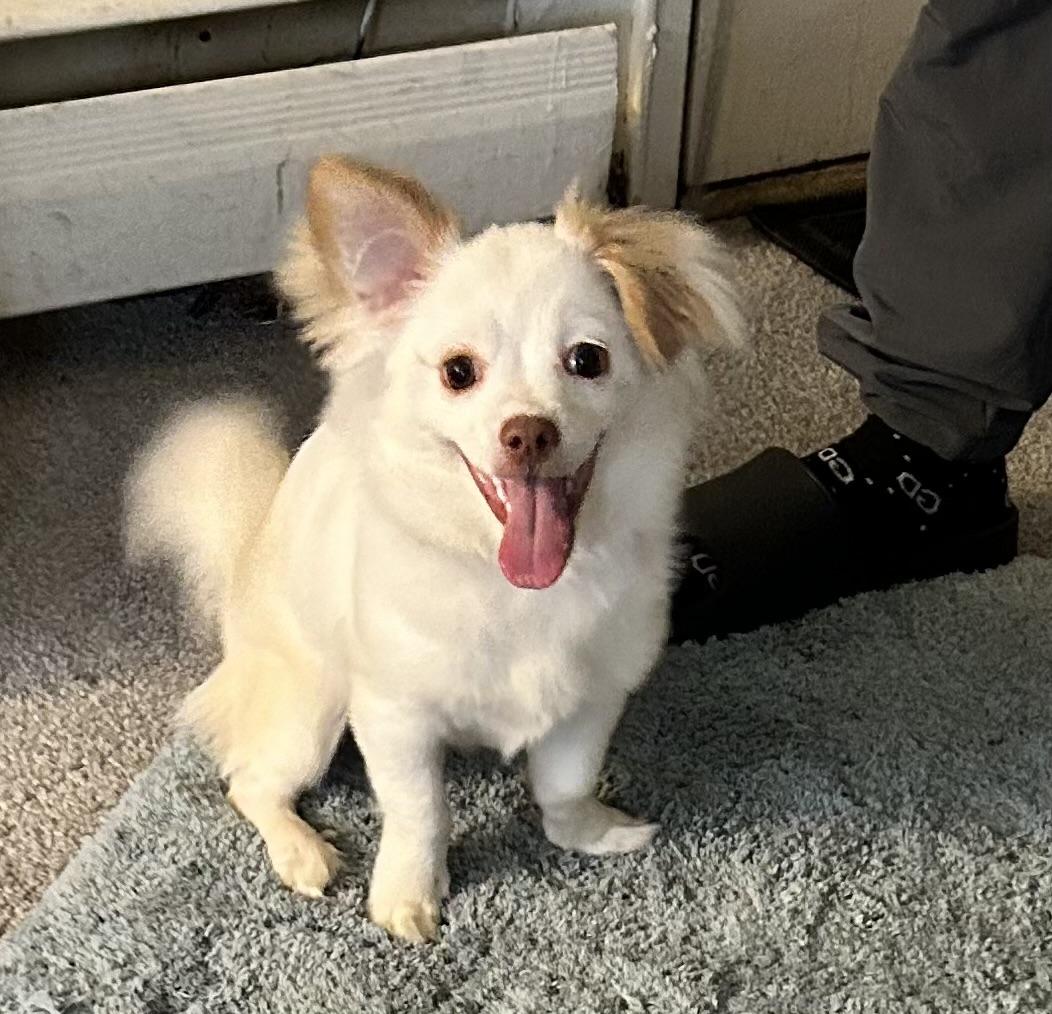Gazelle, Adopted, Puppy Female Chihuahua.