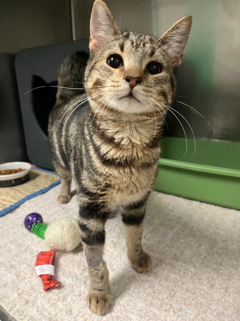 Enlarge Hawthorn, a Adopted mixed breed in Utica, MI image 1/3