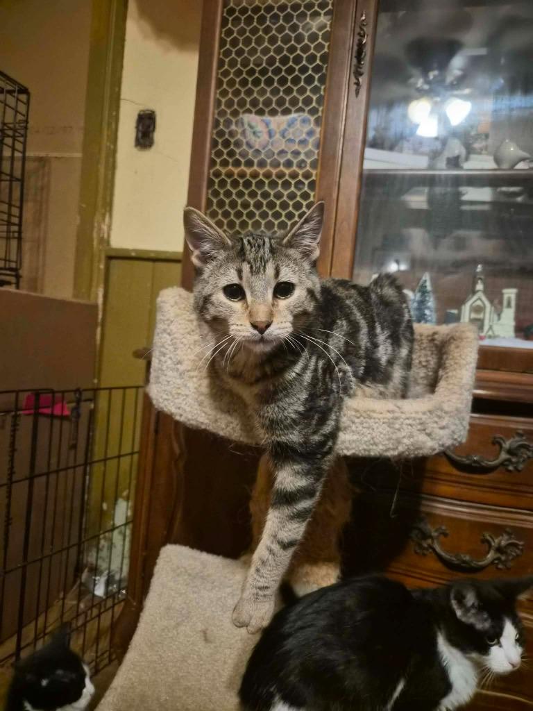 Enlarge Hawthorn, a Adopted mixed breed in Utica, MI image 2/3