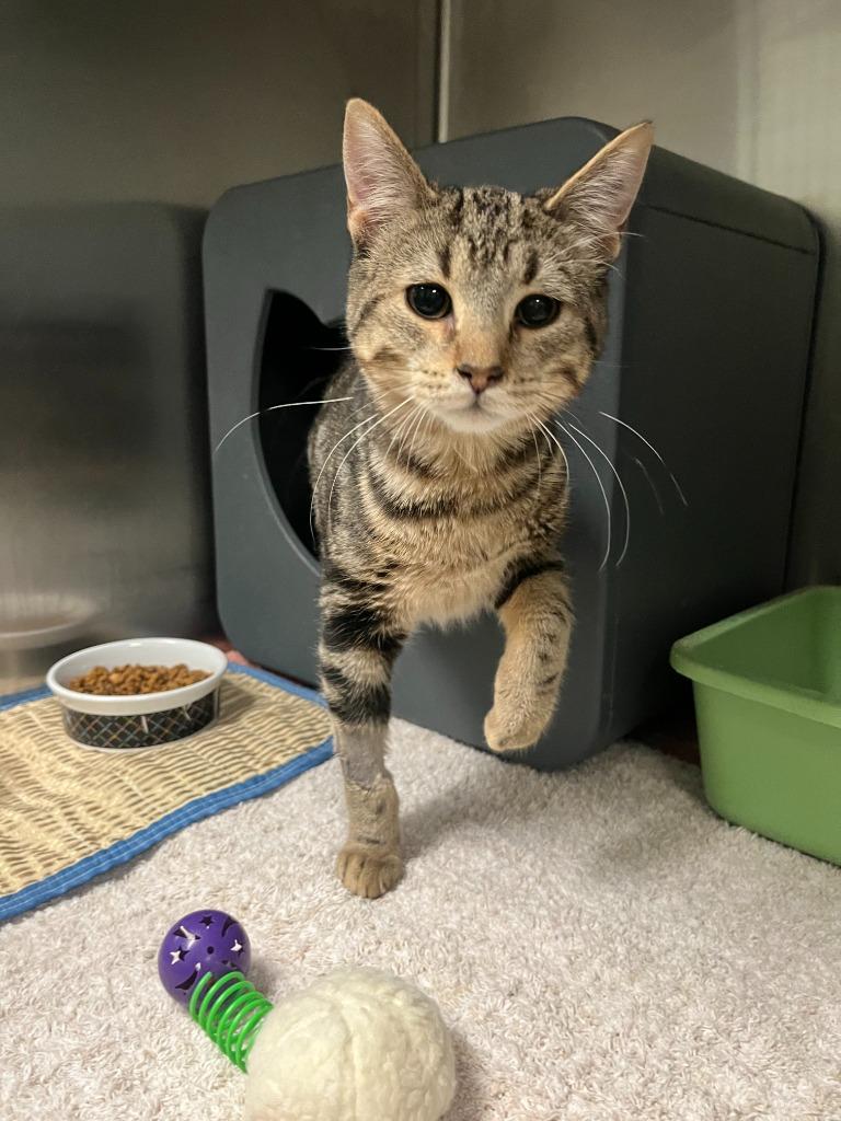 Enlarge Hawthorn, a Adopted mixed breed in Utica, MI image 3/3