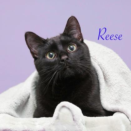 Reese, Adoptable, Adult Male Domestic Short Hair & Domestic Short Hair.