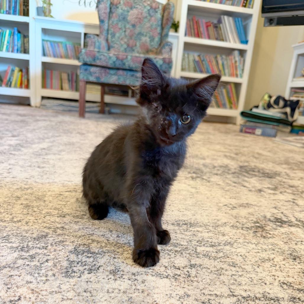Spider, Adoptable, Kitten Male Domestic Short Hair.