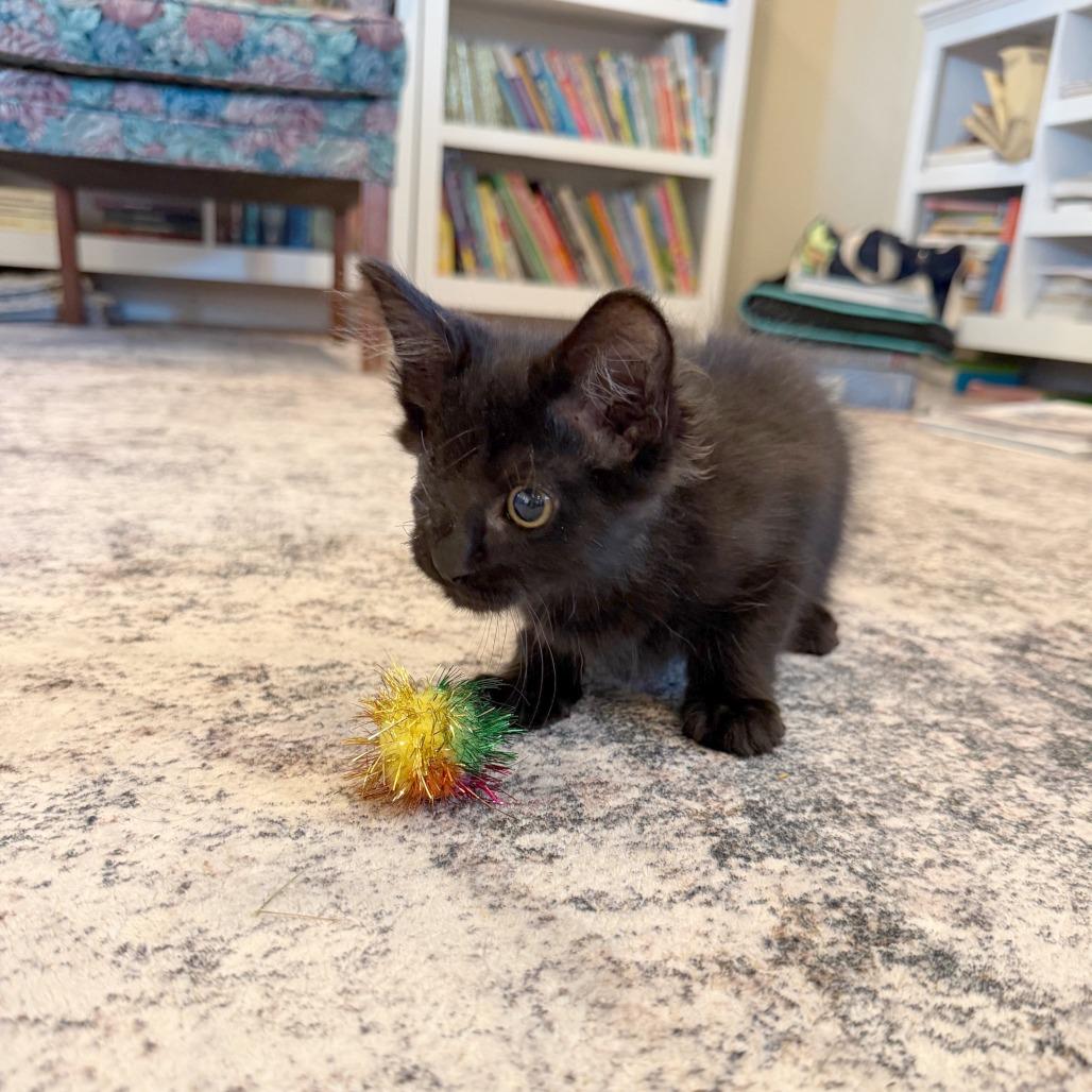 Enlarge Spider, a Adoptable Domestic Short Hair in Hailey, ID image 2/6