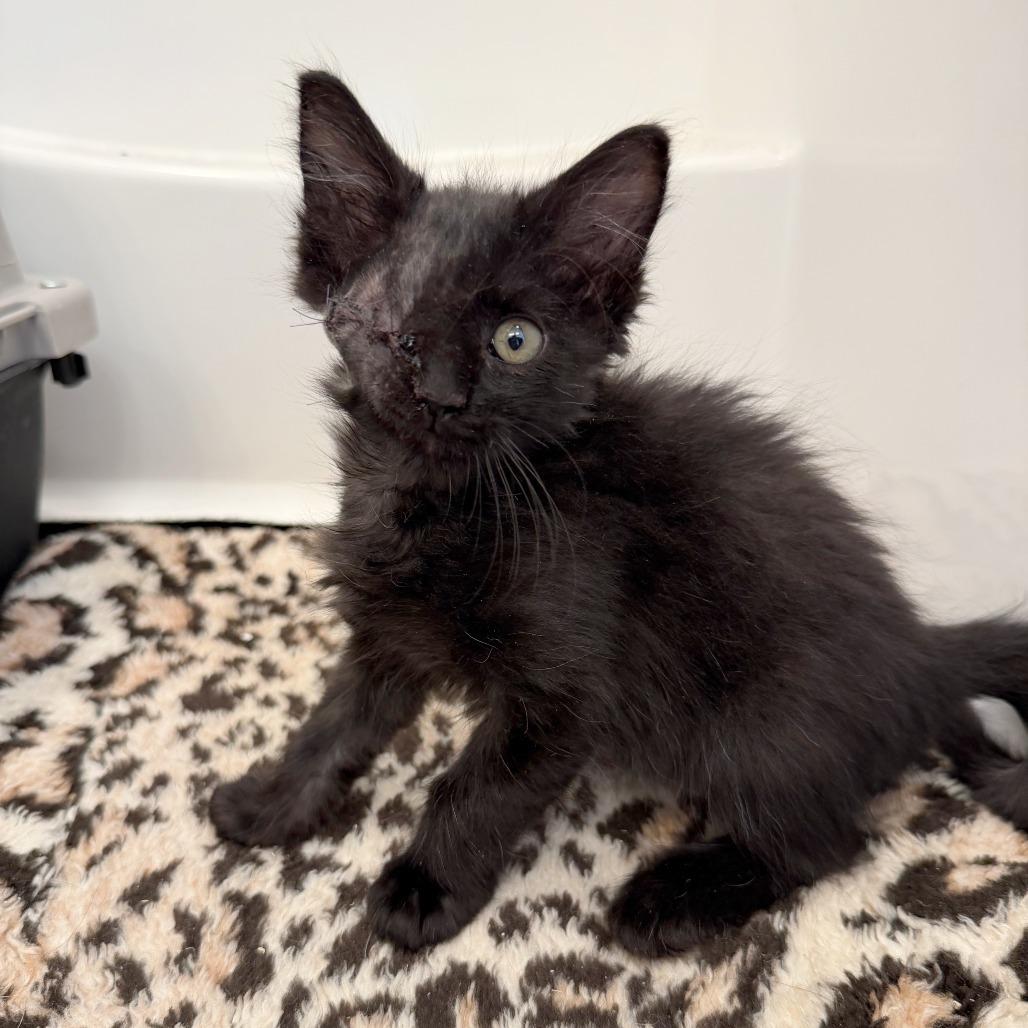 Enlarge Spider, a Adoptable Domestic Short Hair in Hailey, ID image 3/6