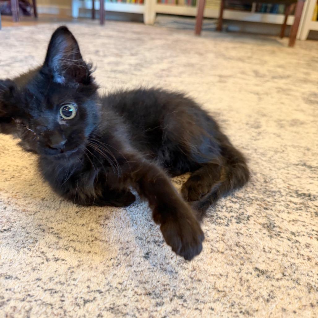 Enlarge Spider, a Adoptable Domestic Short Hair in Hailey, ID image 4/6