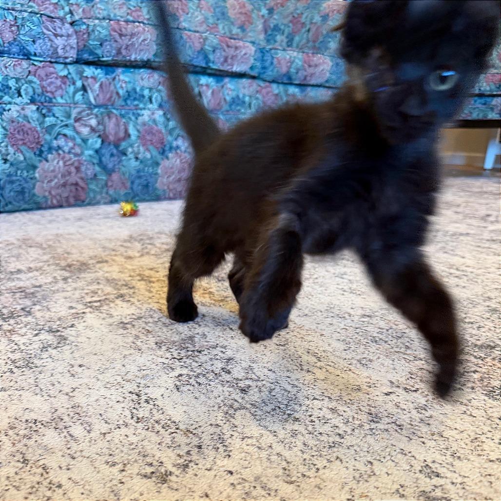 Enlarge Spider, a Adoptable Domestic Short Hair in Hailey, ID image 5/6