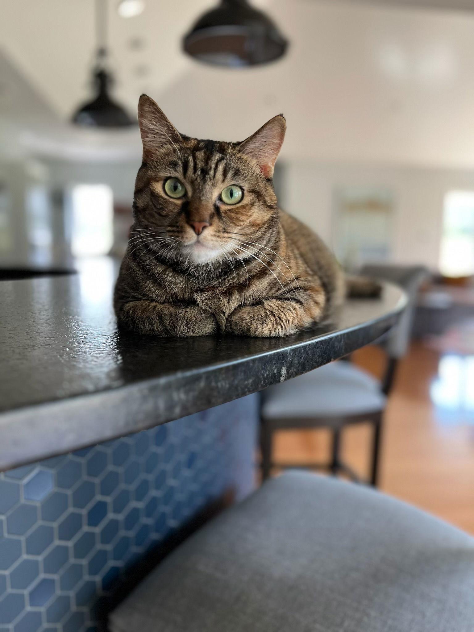 Catrin, a Adoptable Domestic Short Hair in Stewartsville, NJ image 1/3