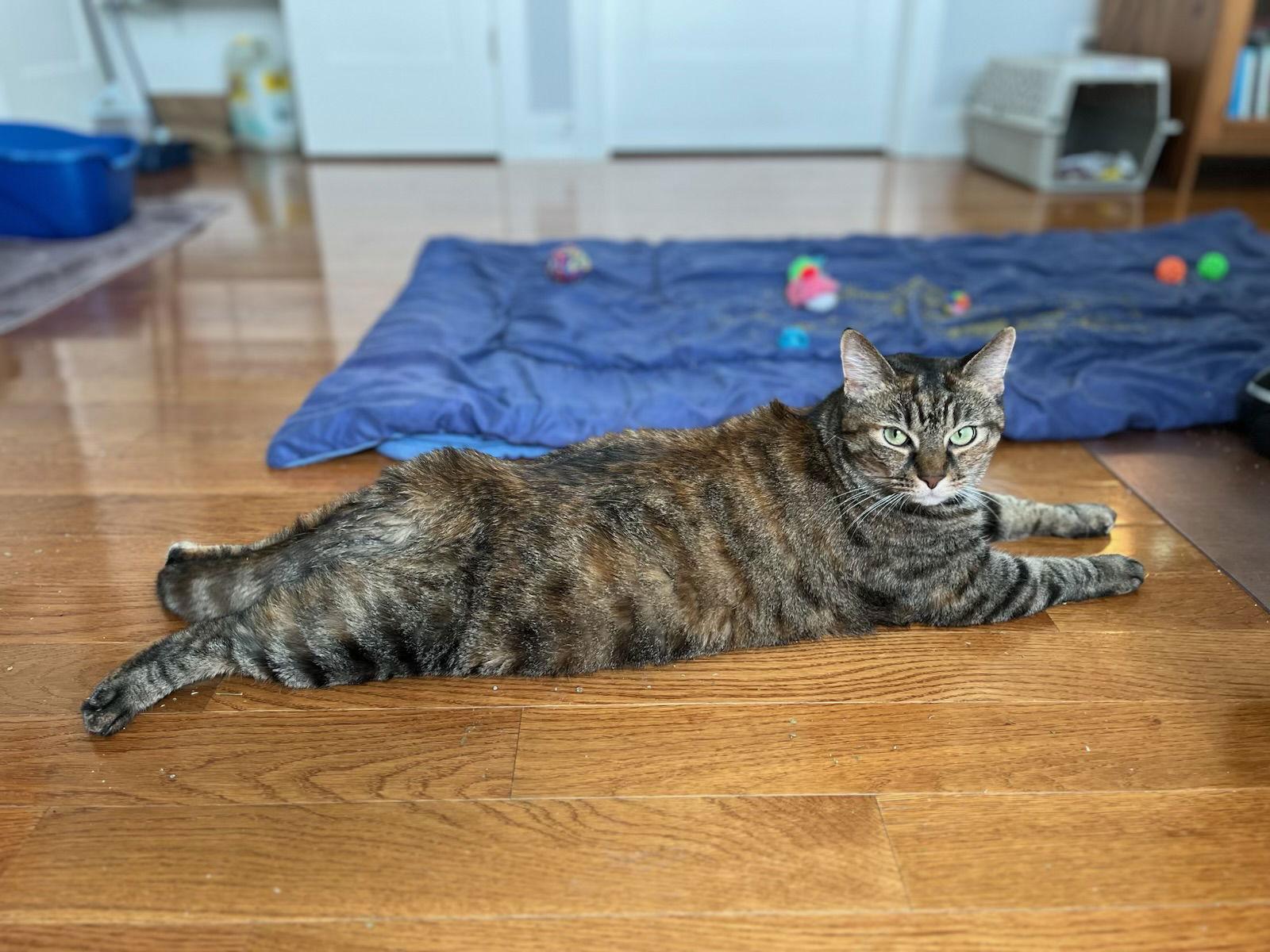 Catrin, a Adoptable Domestic Short Hair in Stewartsville, NJ image 2/3