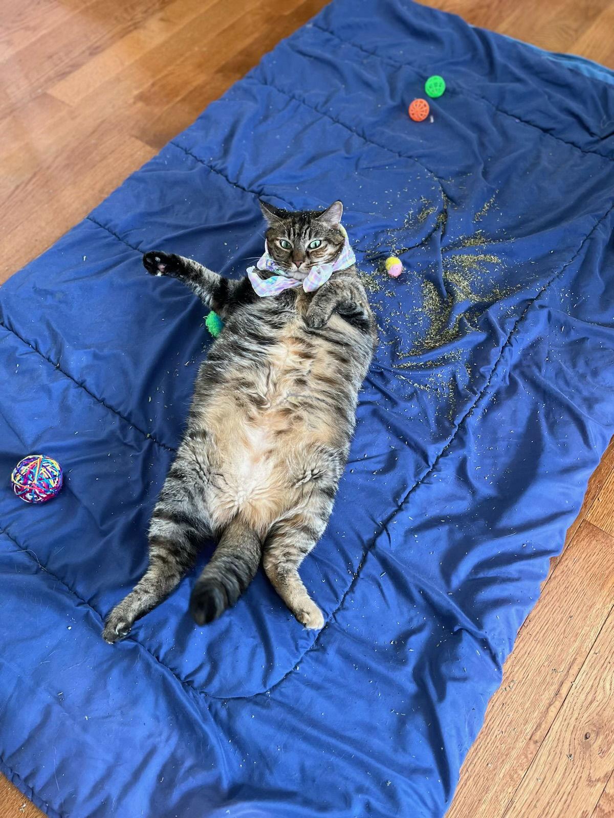 Catrin, a Adoptable Domestic Short Hair in Stewartsville, NJ image 3/3