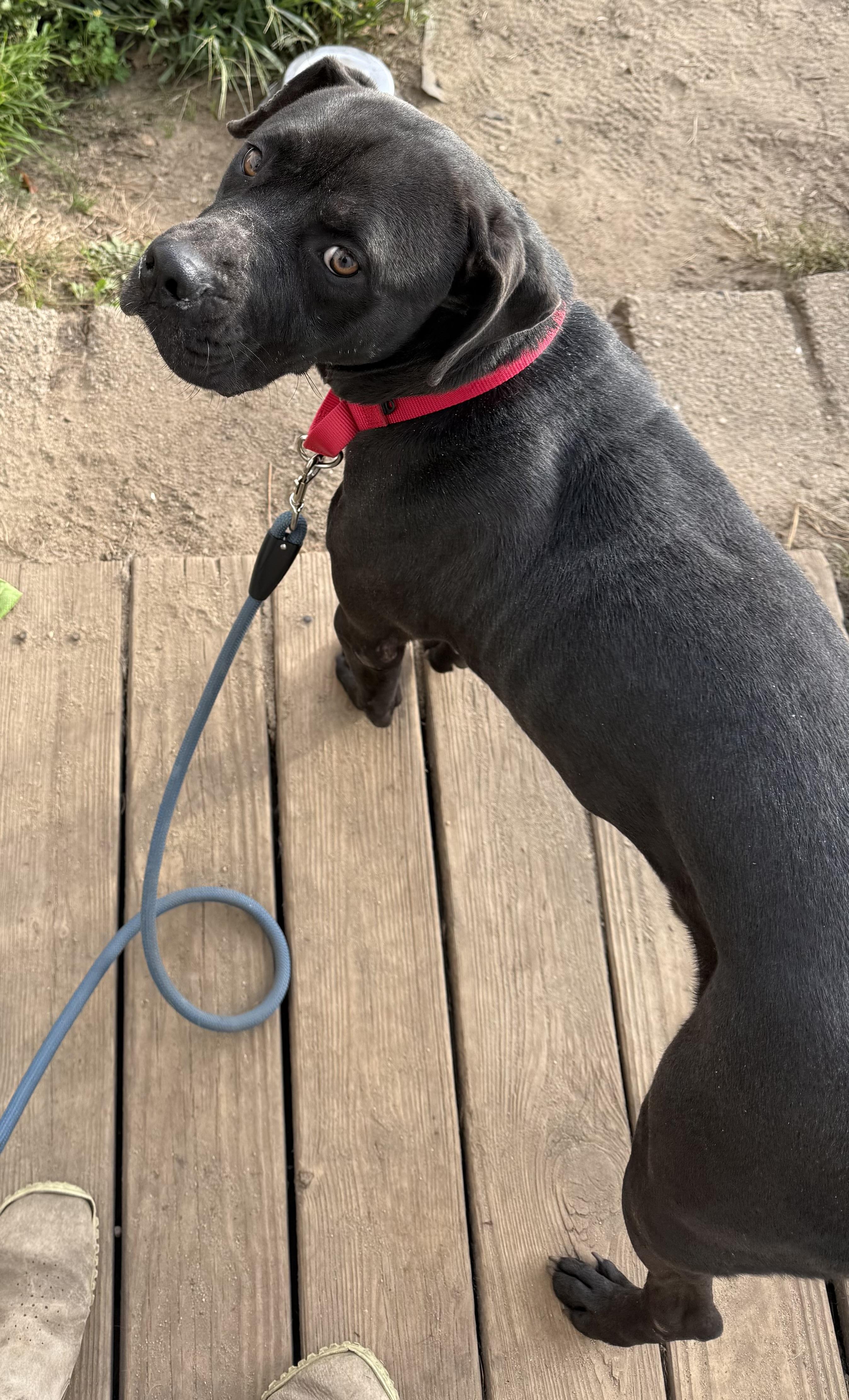 Enlarge Marcus, a Adoptable mixed breed in Carver, MA image 1/4