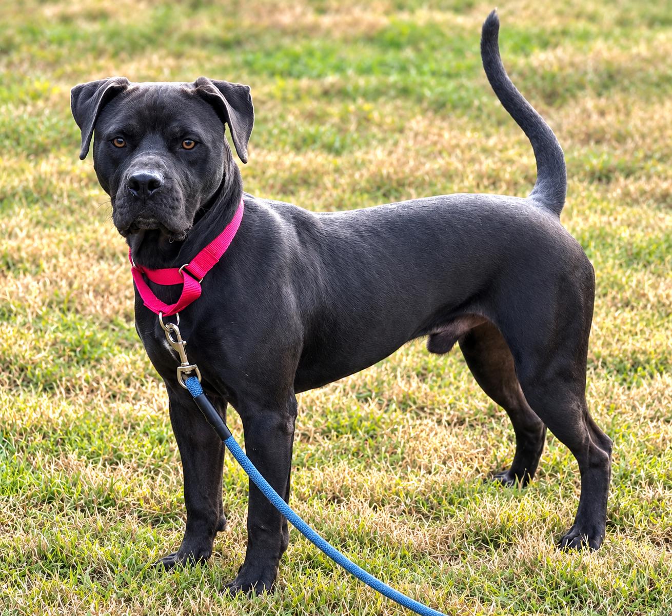 Enlarge Marcus, a Adoptable mixed breed in Carver, MA image 2/4