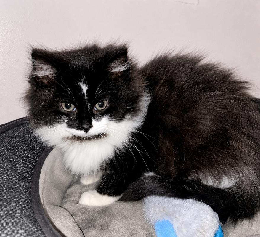 Enlarge Mittens, an adopted Domestic Long Hair in Mississauga, ON image 2/2