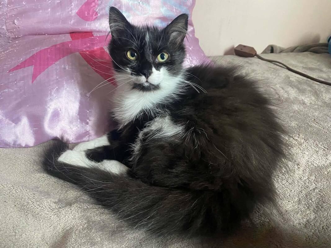 Mittens, adopted, Kitten Female Domestic Long Hair.