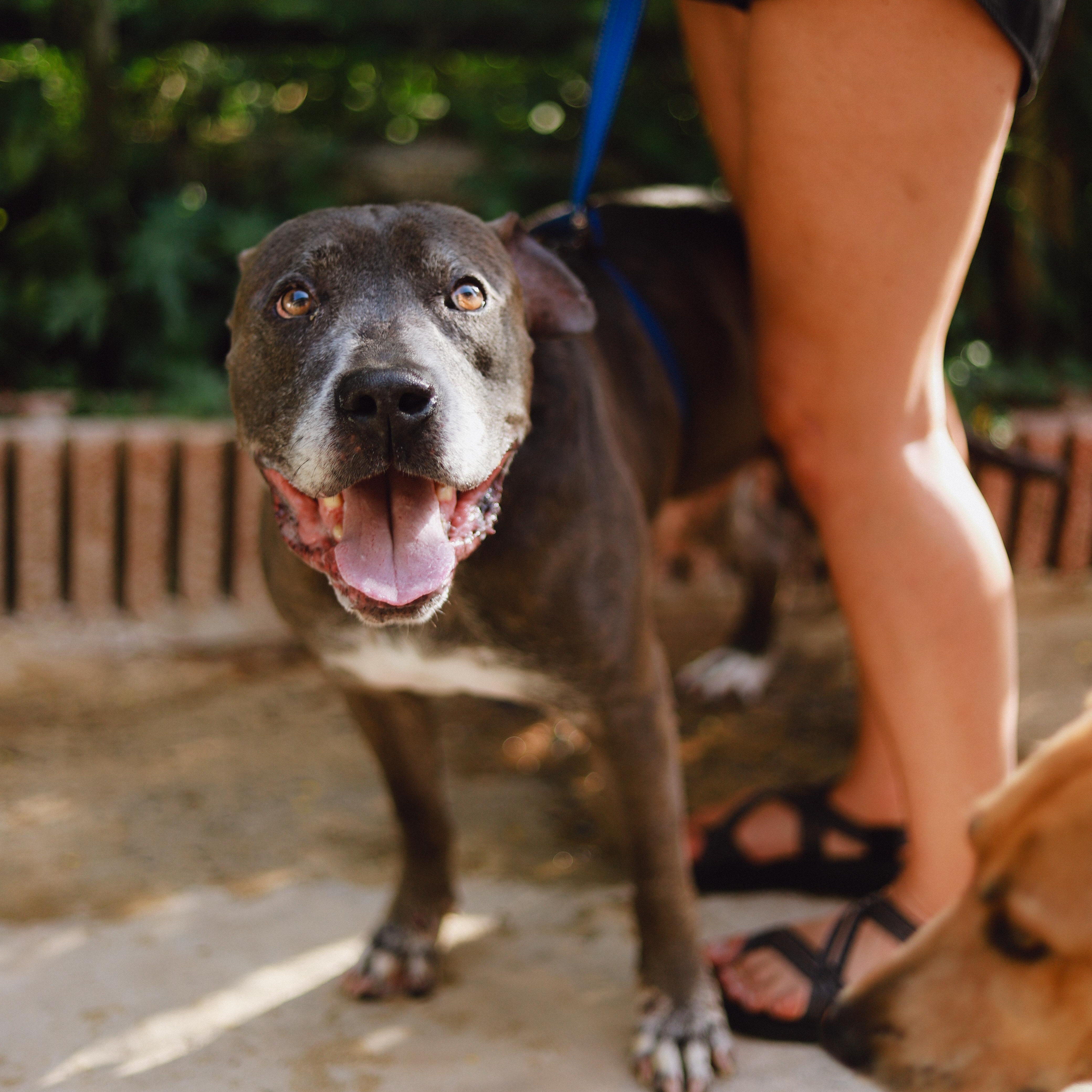 Enlarge Luther , a ADOPTABLE mixed breed in San Juan, PR image 3/5