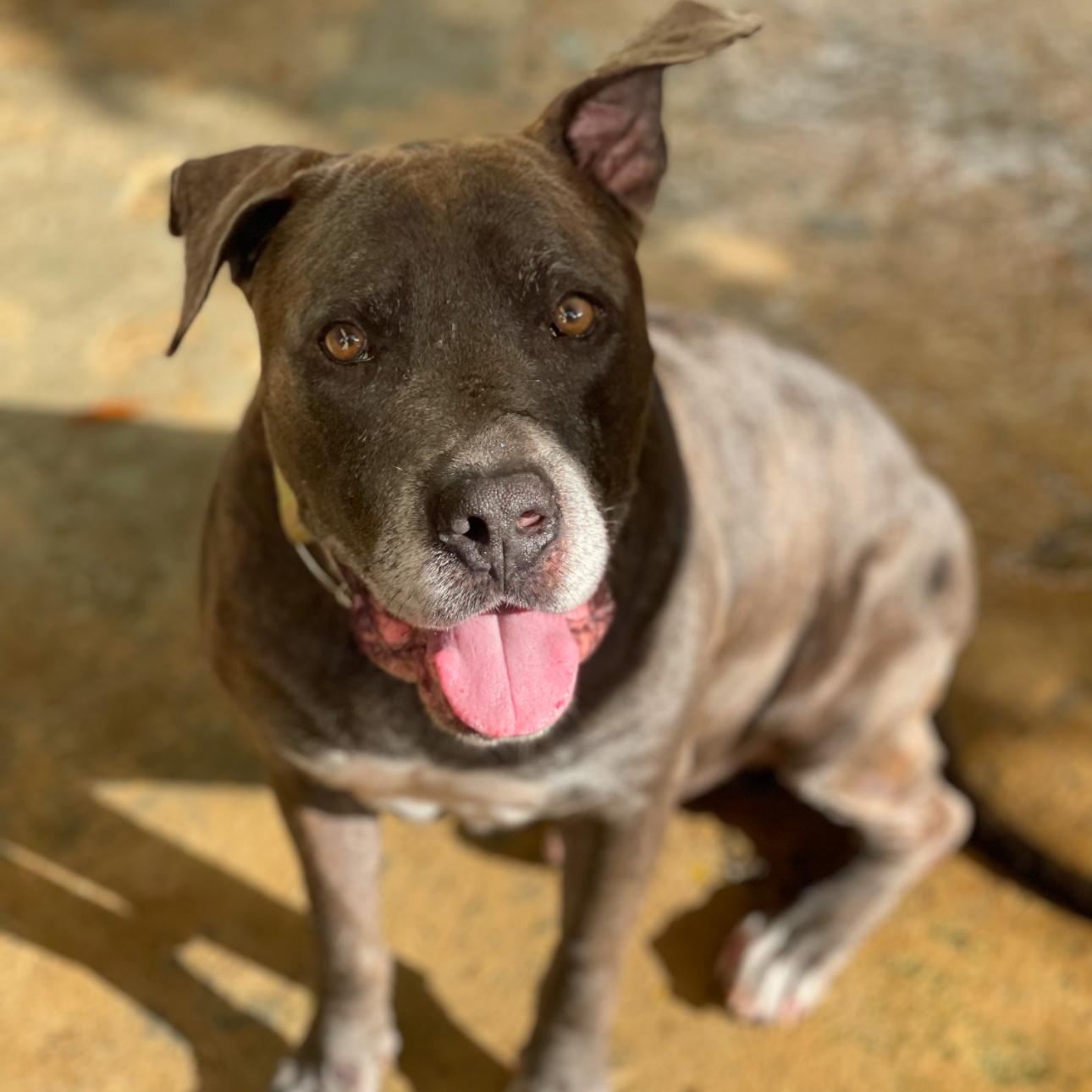 Luther , ADOPTABLE, Senior Male Mixed Breed.
