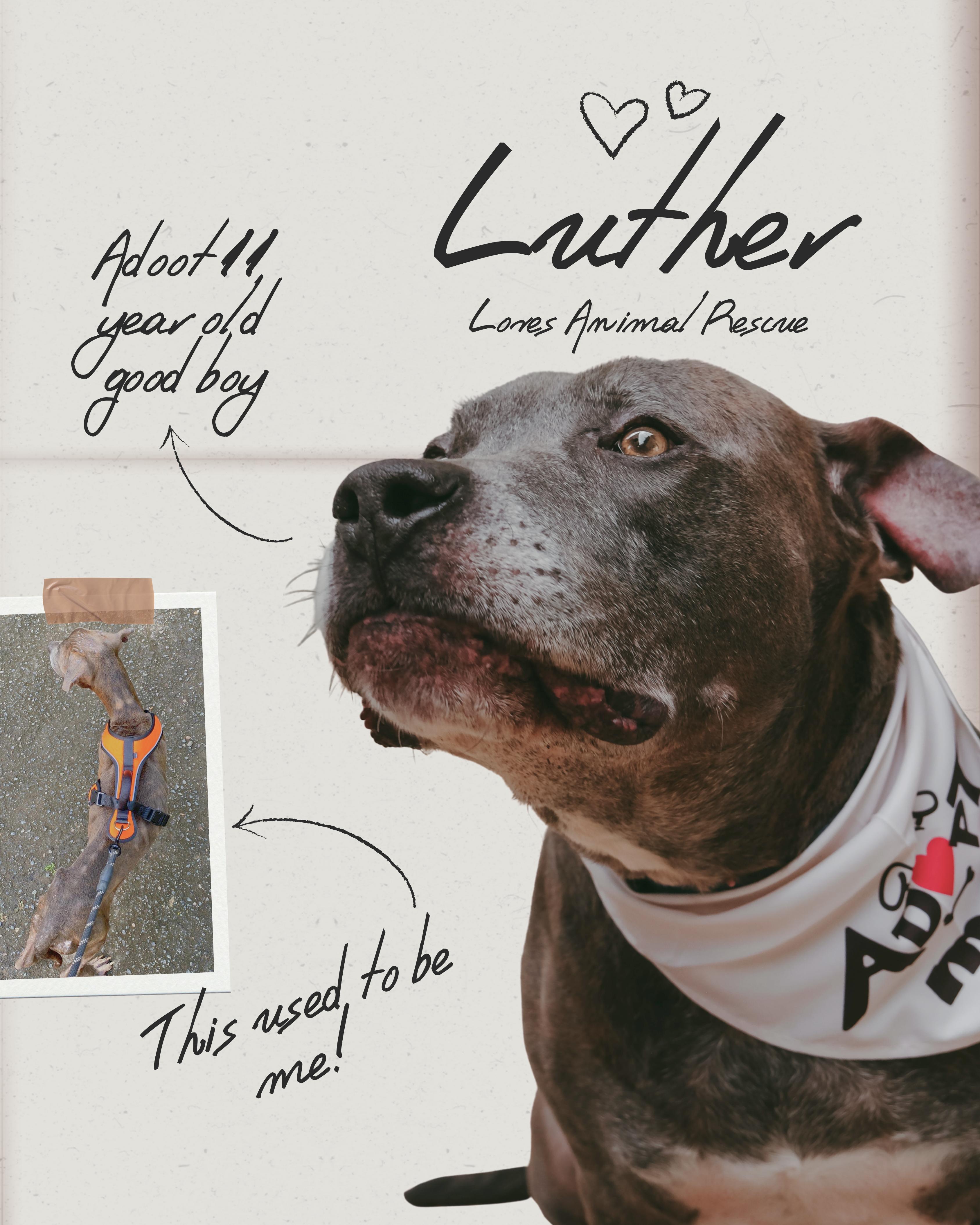 Luther , ADOPTABLE, Senior Male Mixed Breed.