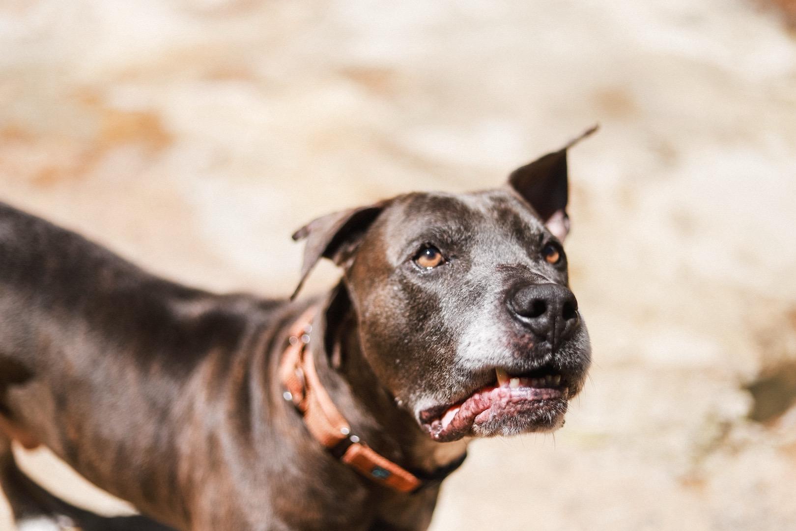Enlarge Luther , a ADOPTABLE mixed breed in San Juan, PR image 5/5