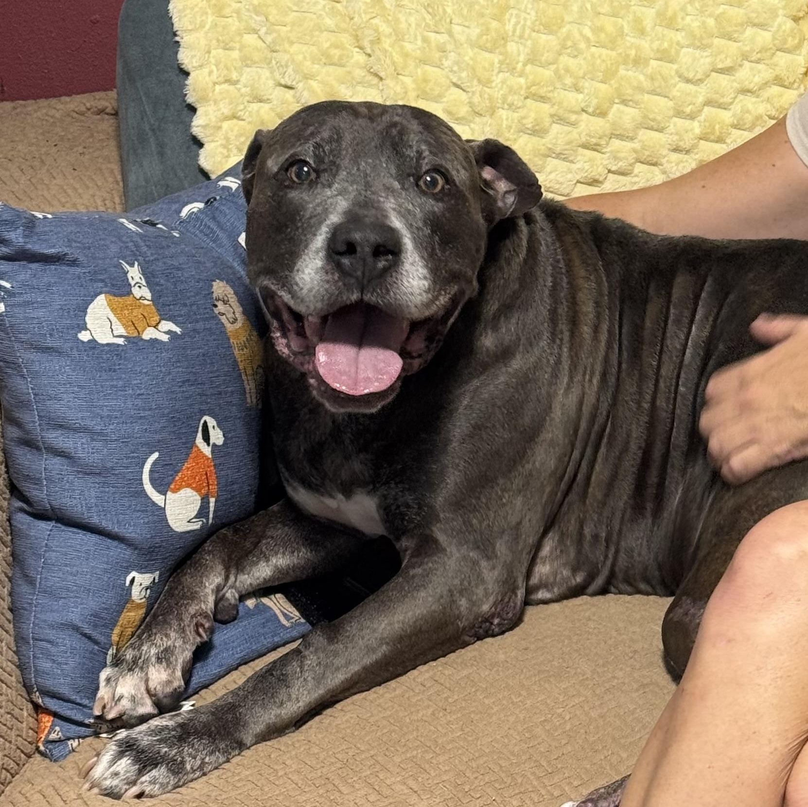 Luther , a ADOPTABLE mixed breed in San Juan, PR image 2/3