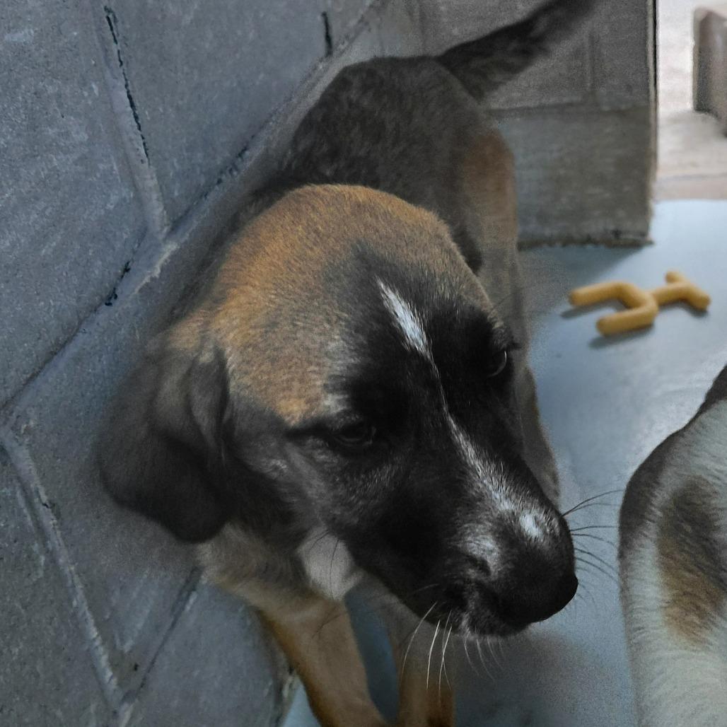 Yeti, Adoptable, Young Male Anatolian Shepherd & Great Pyrenees.