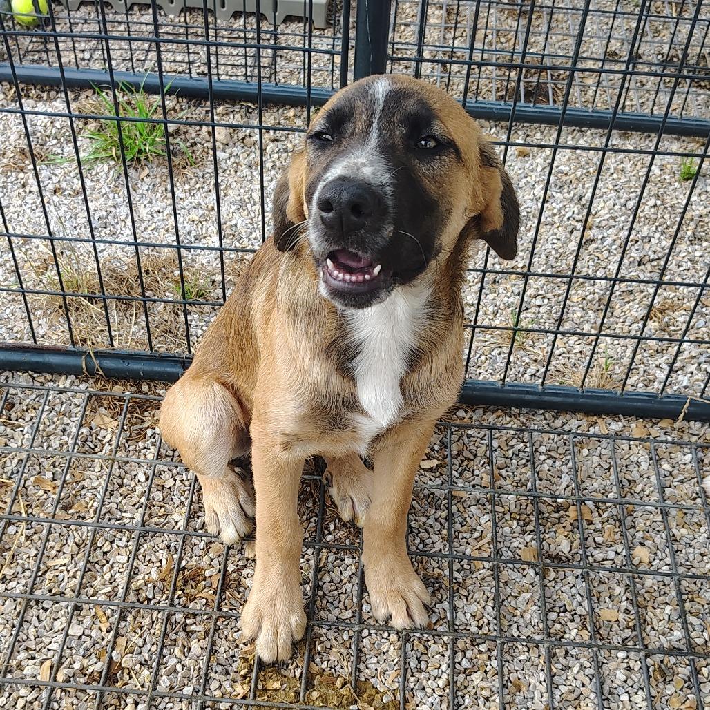 Yeti, a Adoptable mixed breed in Springtown, TX image 2/4