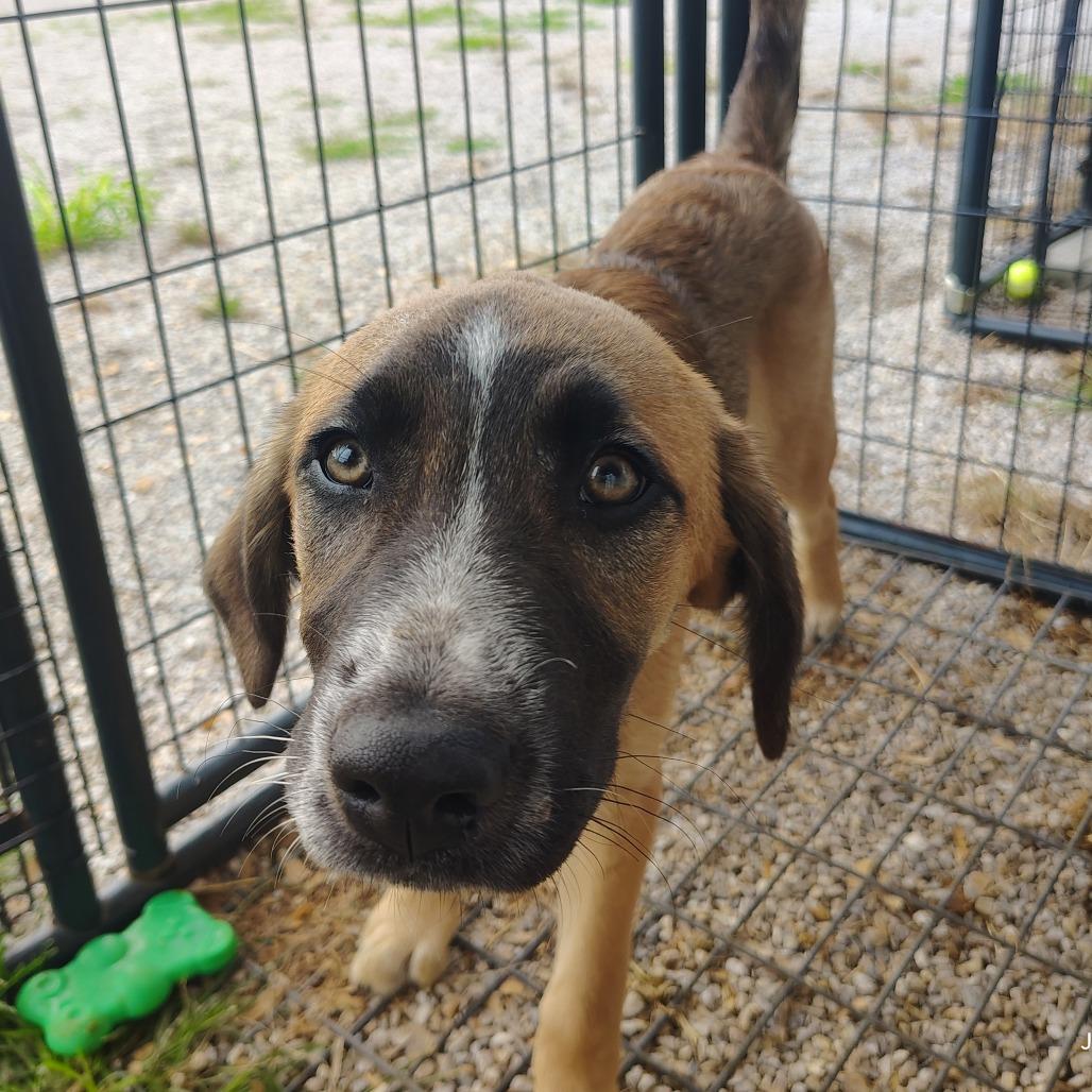 Yeti, a Adoptable mixed breed in Springtown, TX image 3/4