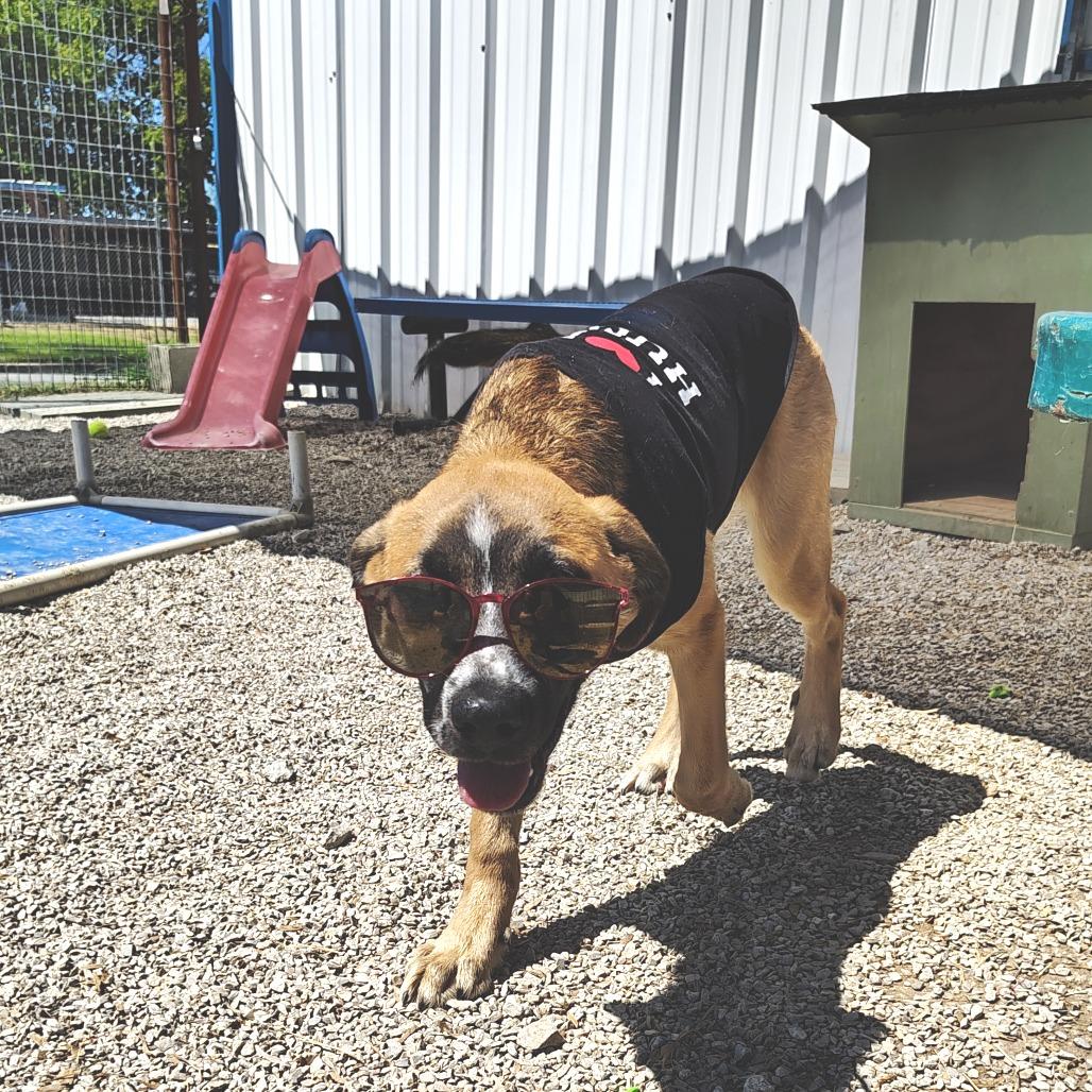 Yeti, a Adoptable mixed breed in Springtown, TX image 4/4