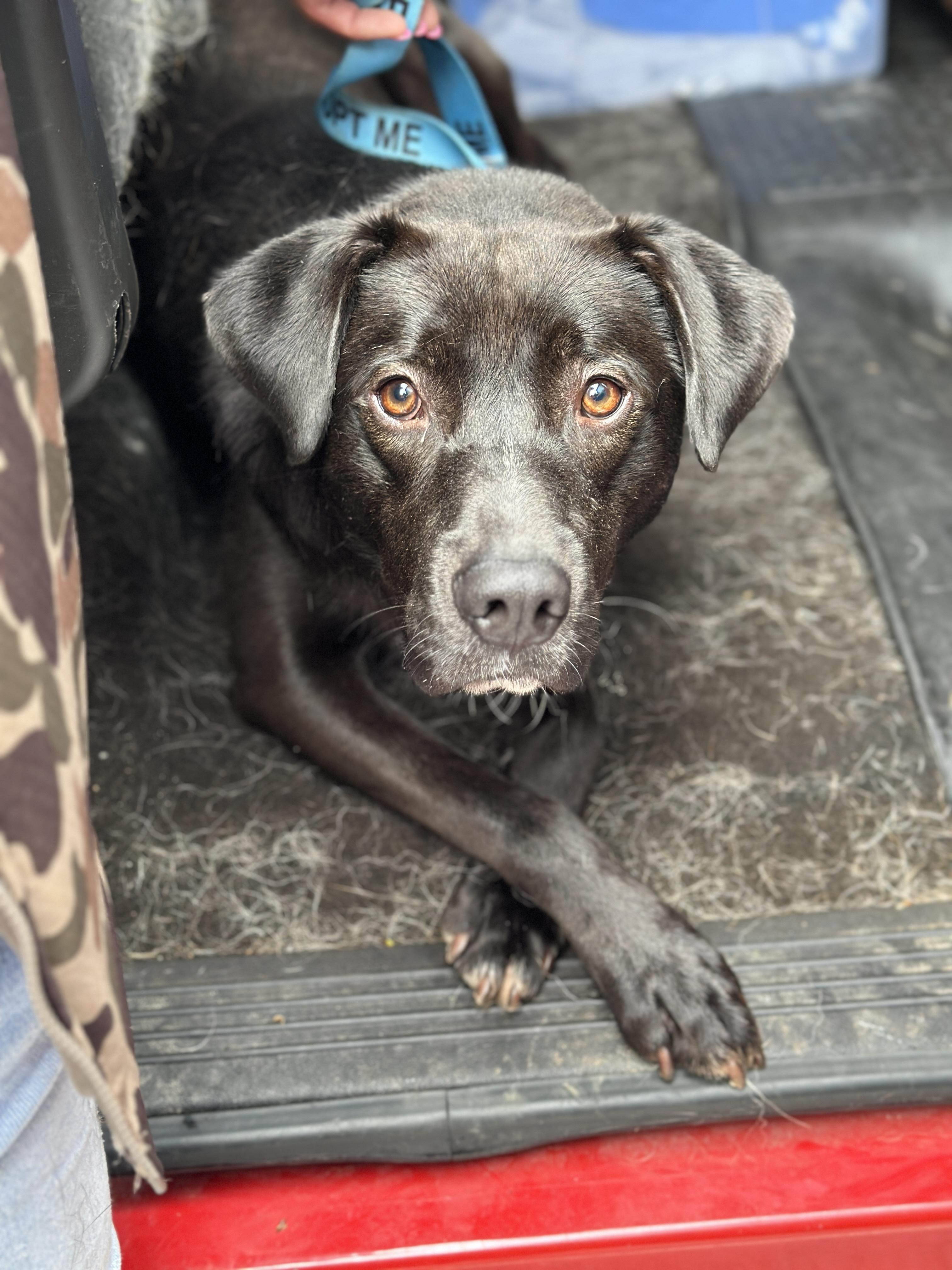 Koda, ADOPTABLE, Adult Male Black Labrador Retriever.
