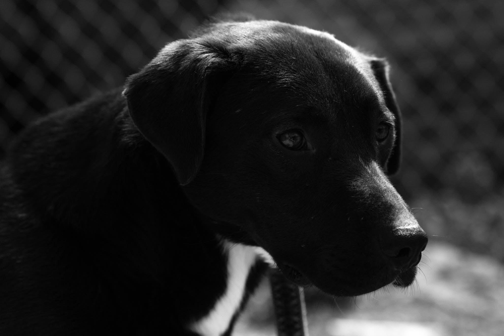 Koda, ADOPTABLE, Adult Male Black Labrador Retriever.