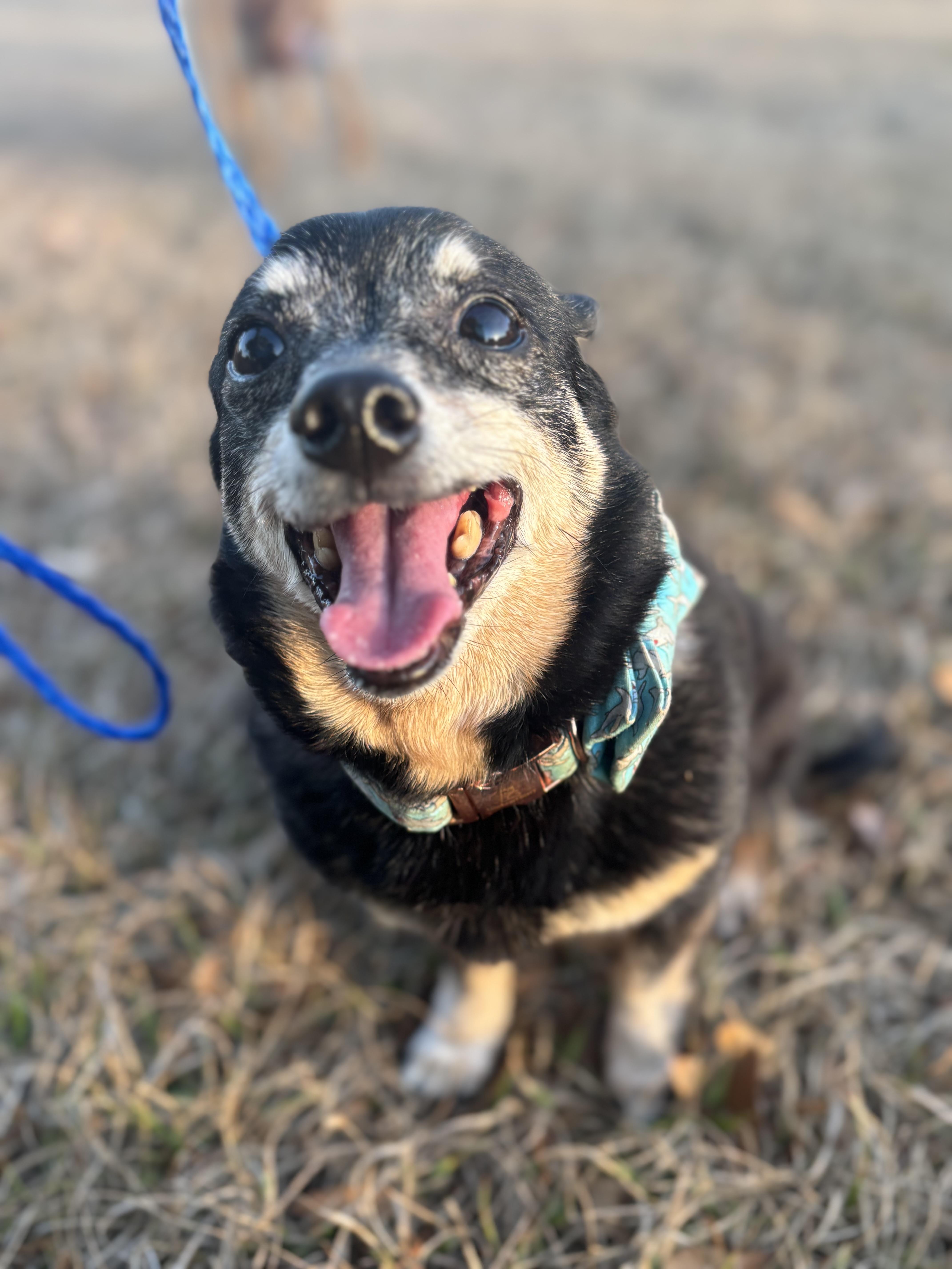 Enlarge Fred, a ADOPTABLE mixed breed in Arcadia, FL image 1/3
