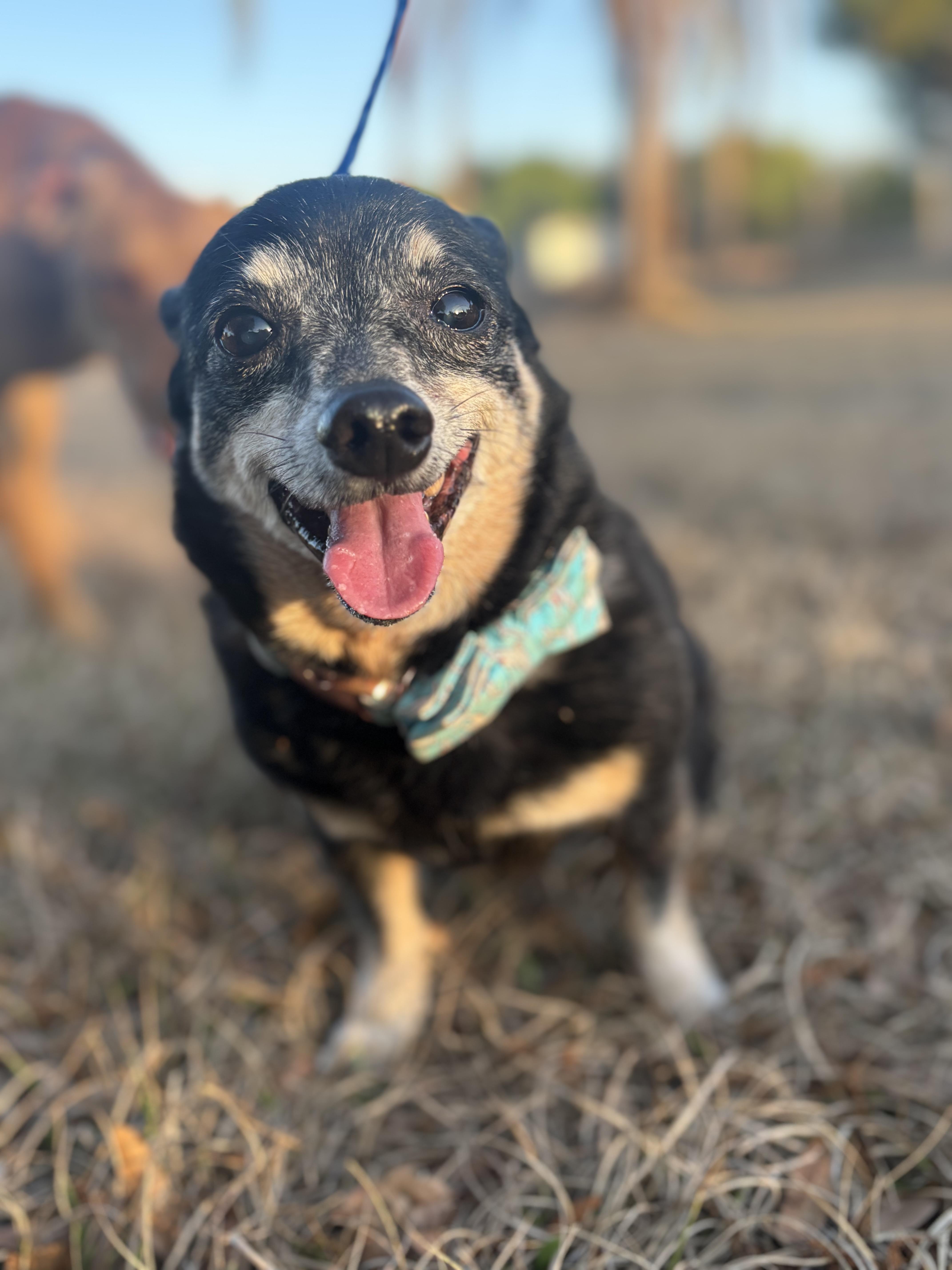 Enlarge Fred, a ADOPTABLE mixed breed in Arcadia, FL image 3/3