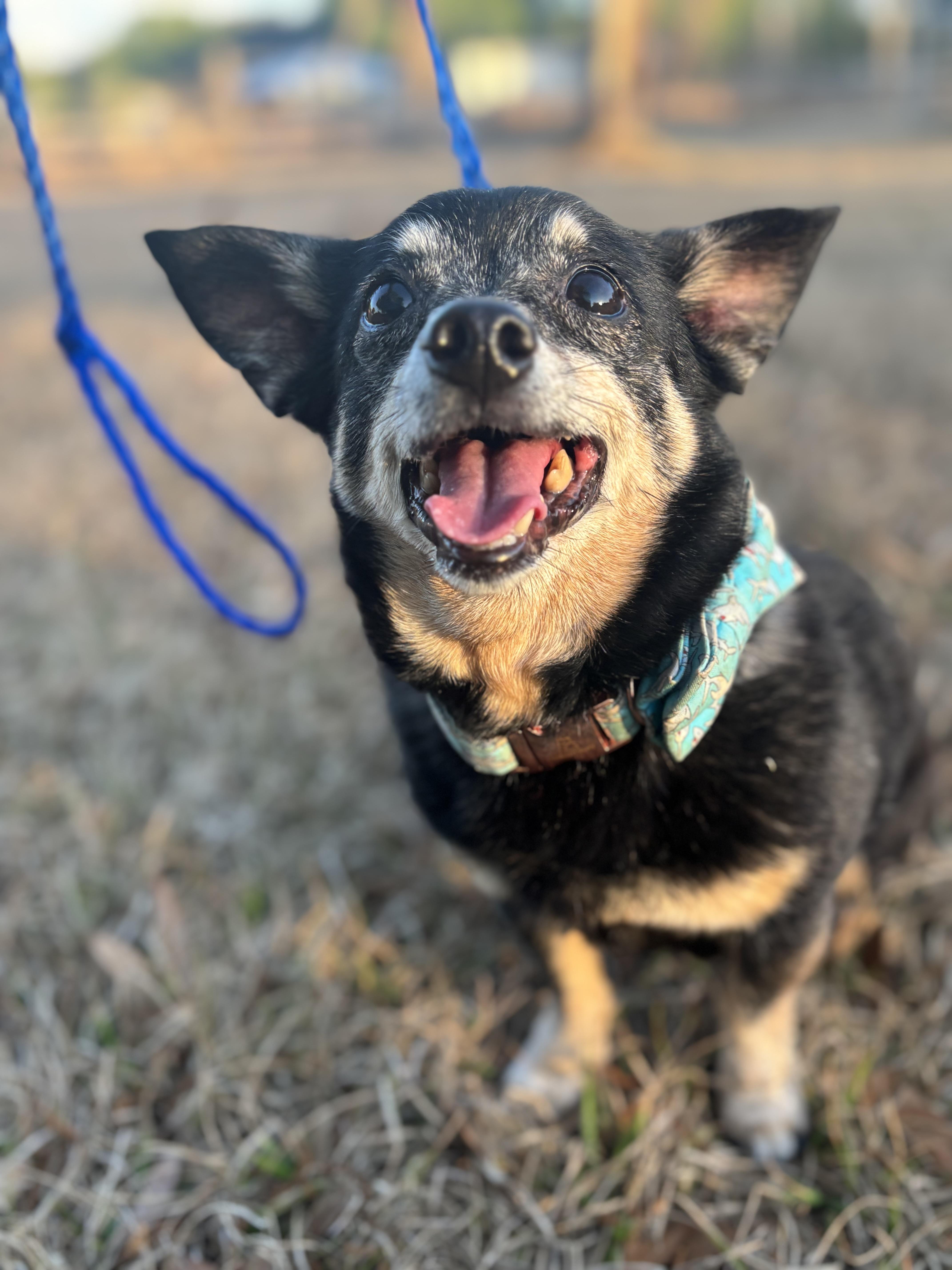 Enlarge Fred, a ADOPTABLE mixed breed in Arcadia, FL image 2/3