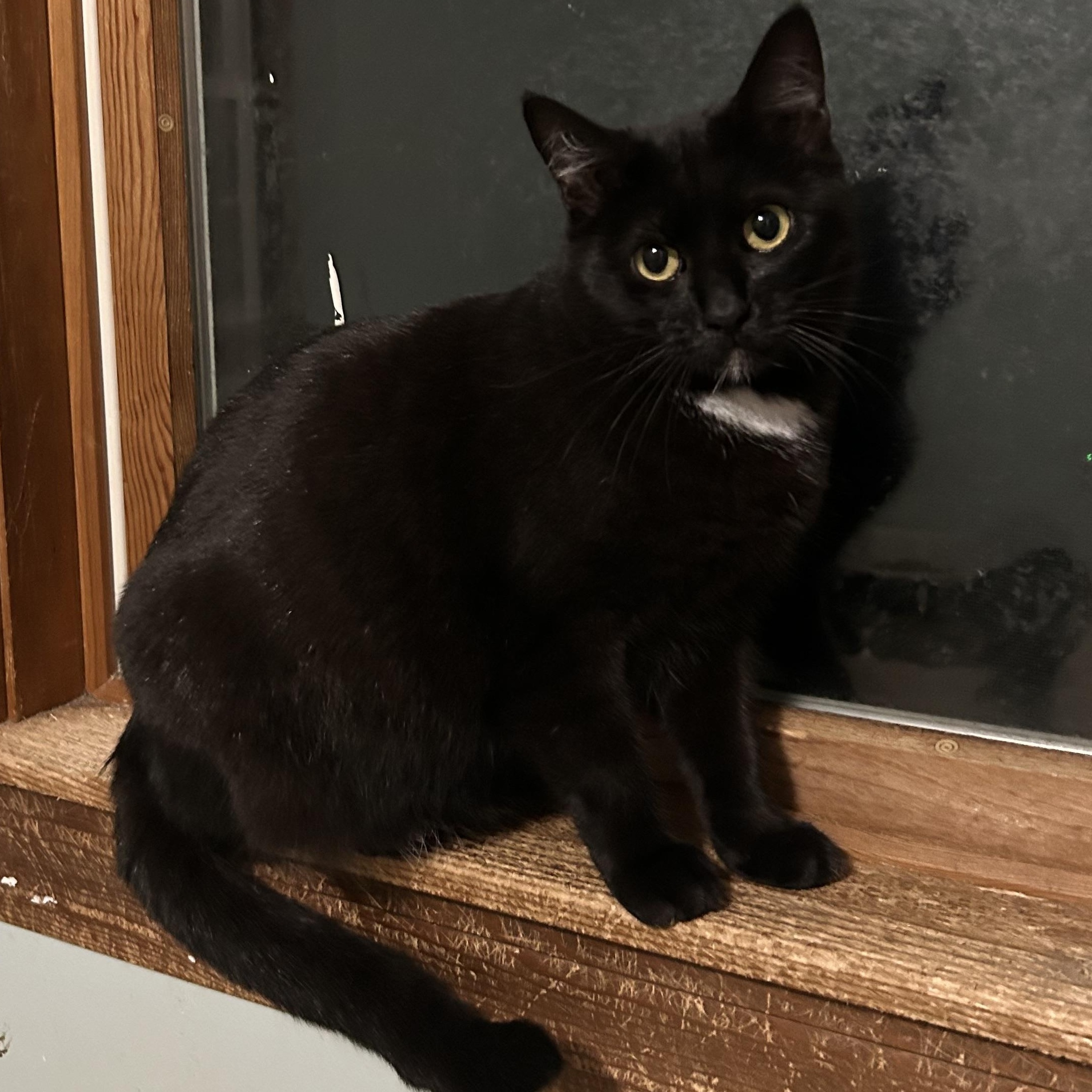 LIZA, adoptable, Young Female Domestic Short Hair.