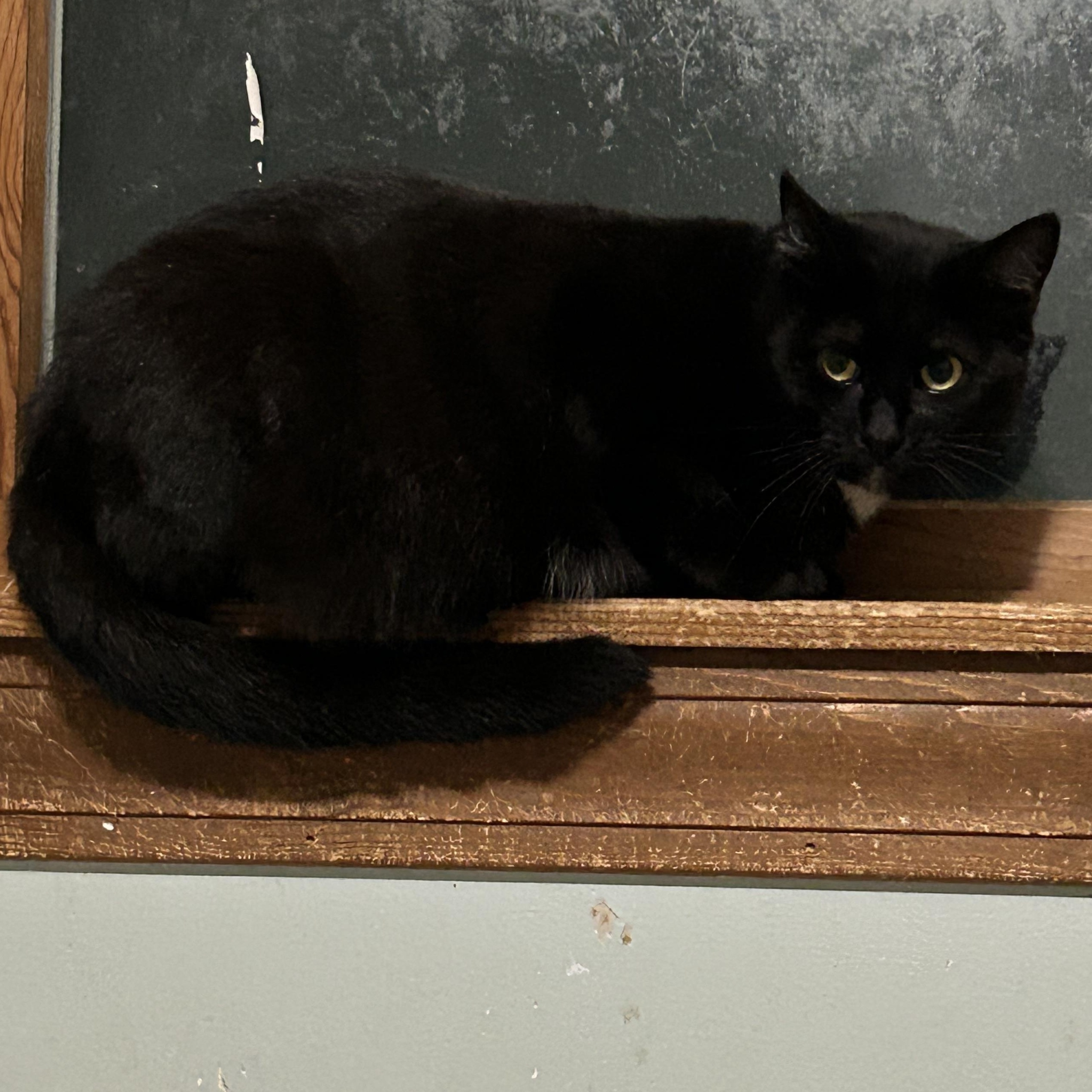 Enlarge LIZA, an adoptable Domestic Short Hair in Warwick , RI image 2/2