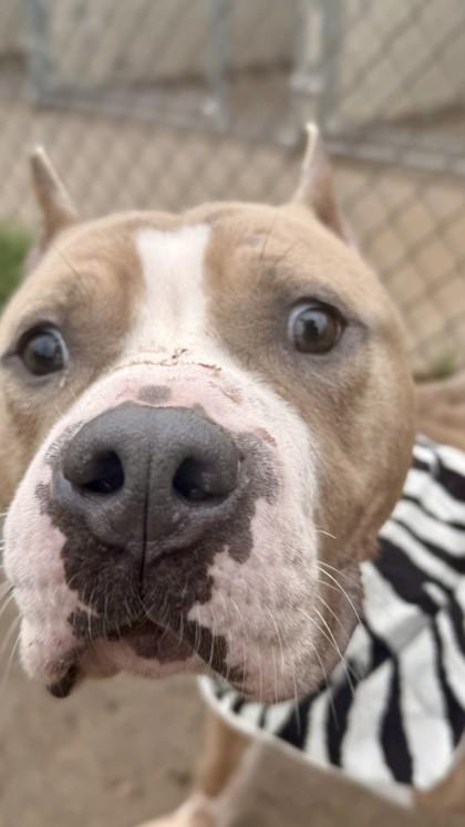 Enlarge Chanel, a Adoptable Pit Bull Terrier in Balch Springs, TX image 1/3