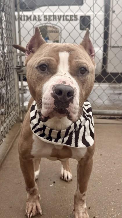 Enlarge Chanel, a Adoptable Pit Bull Terrier in Balch Springs, TX image 2/3