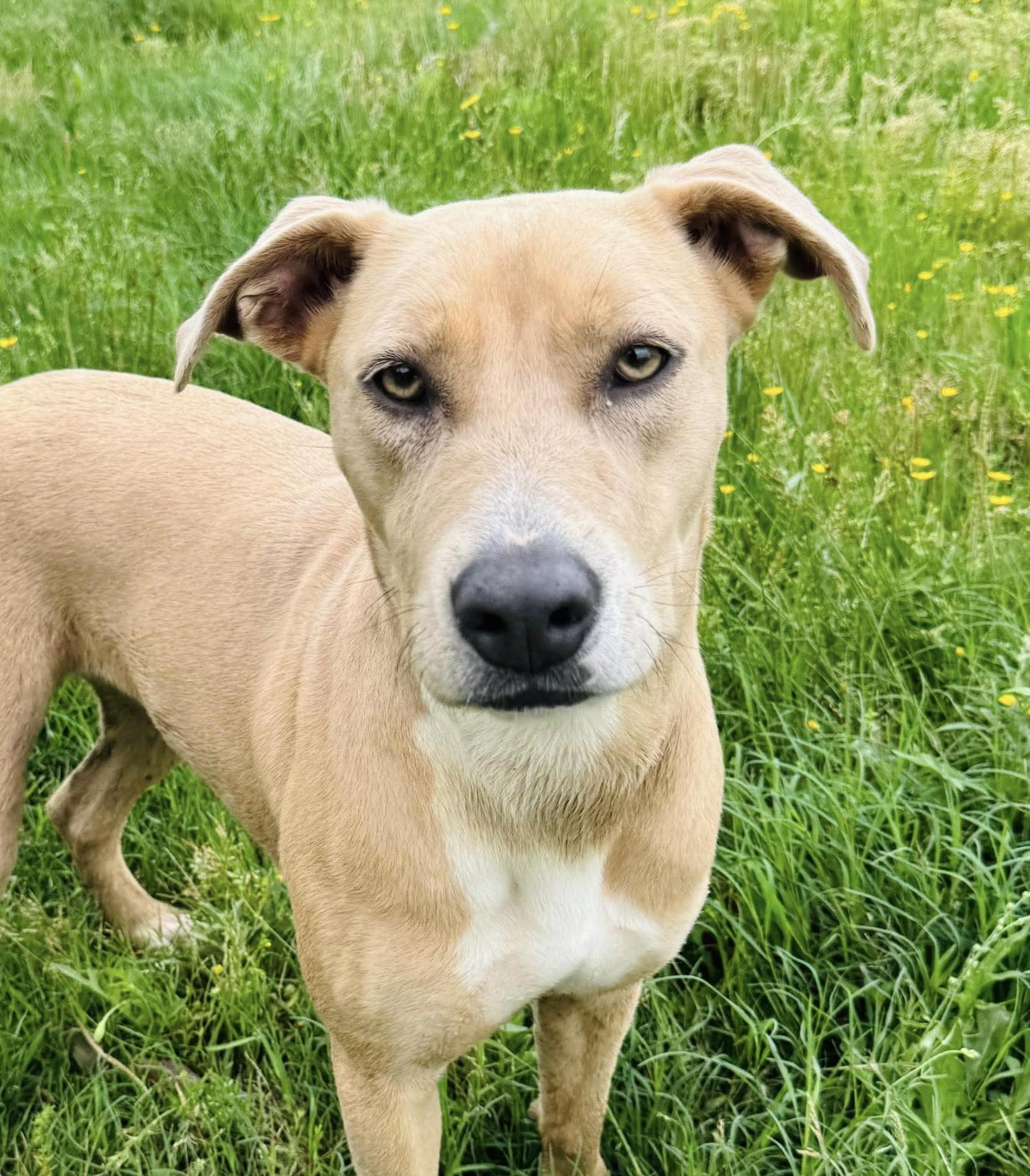 Enlarge Barbie, a Adopted mixed breed in Seattle, WA image 1/5