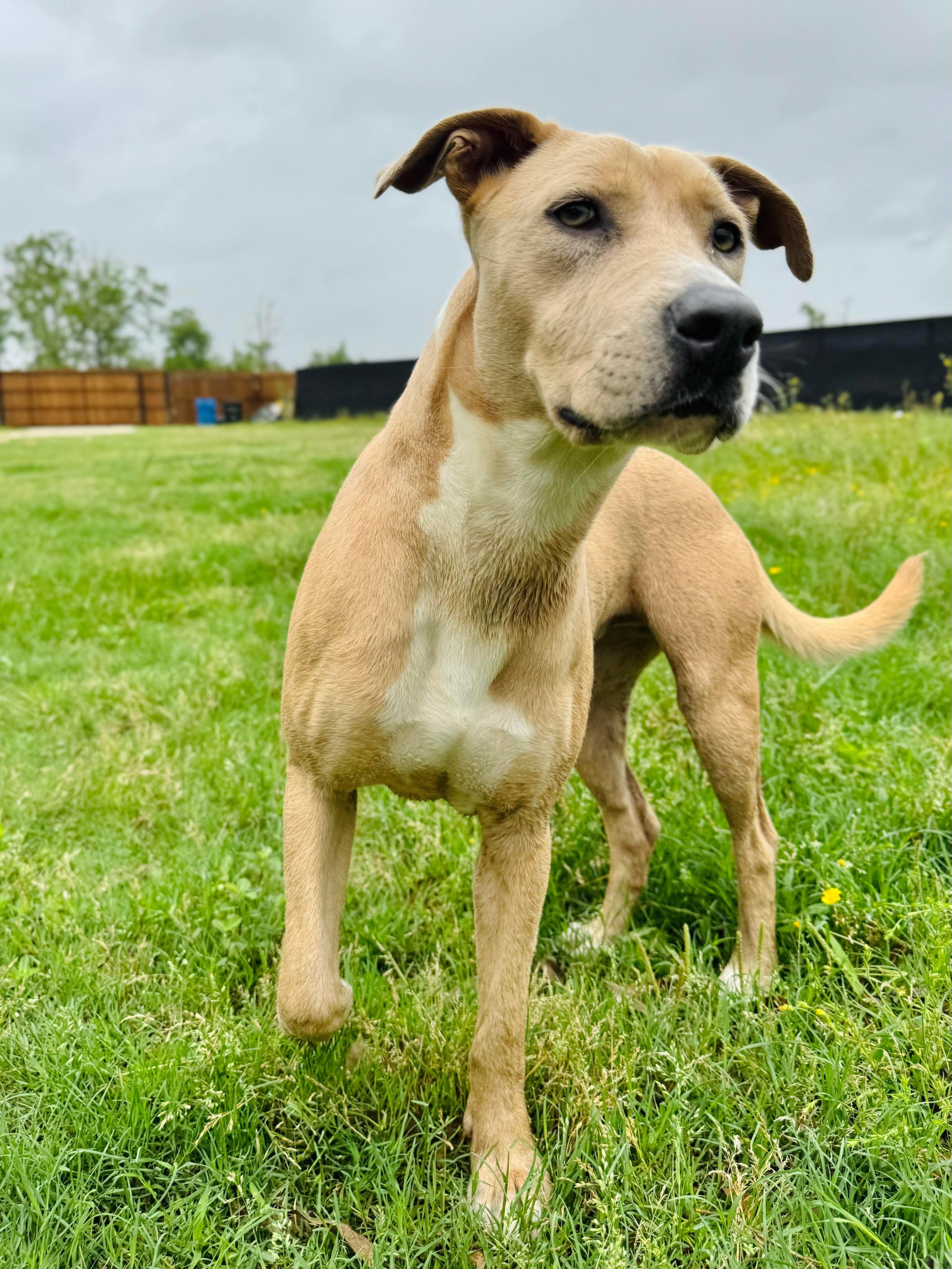 Enlarge Barbie, a Adopted mixed breed in Seattle, WA image 3/5