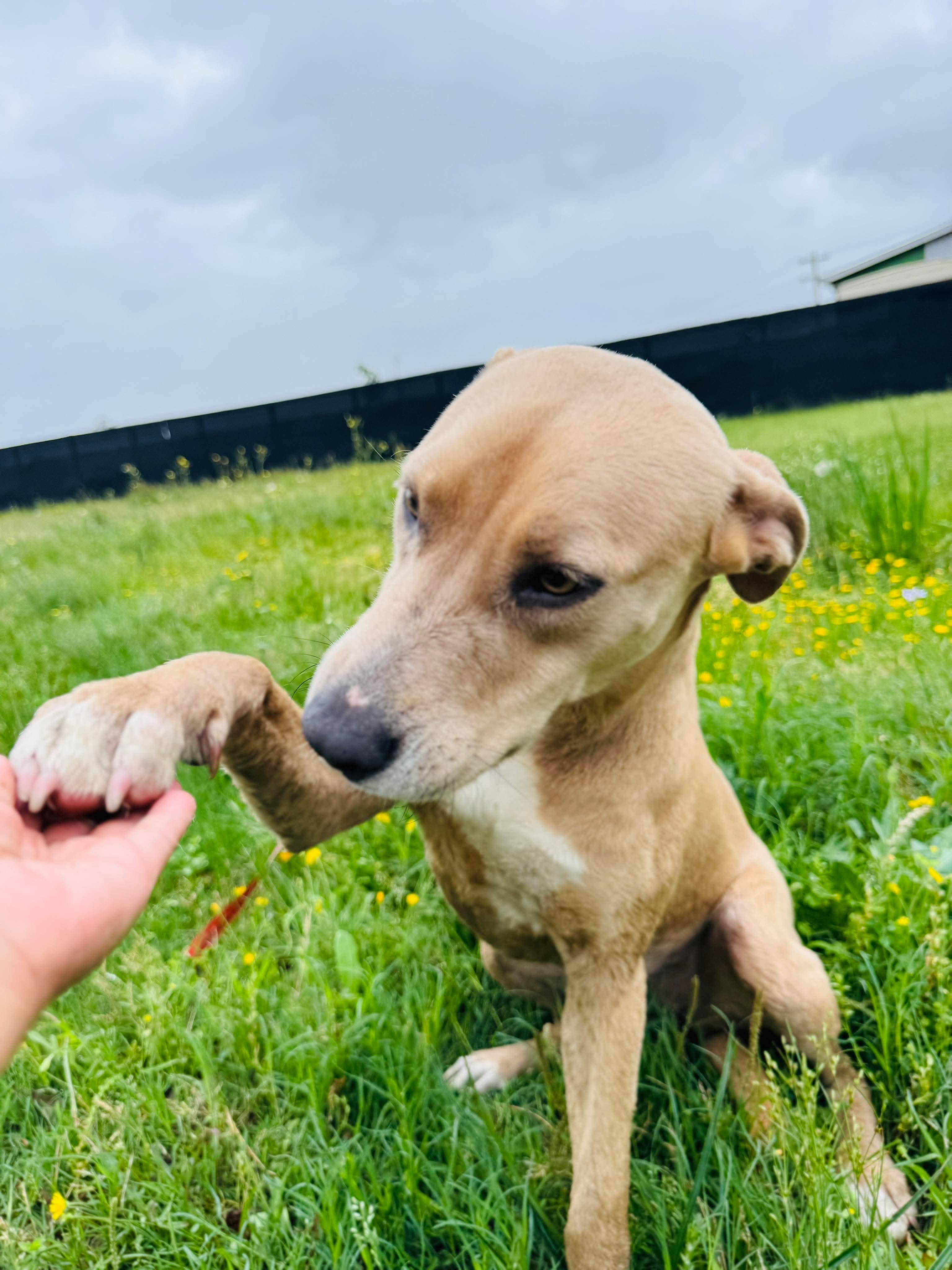 Enlarge Barbie, a Adopted mixed breed in Seattle, WA image 5/5