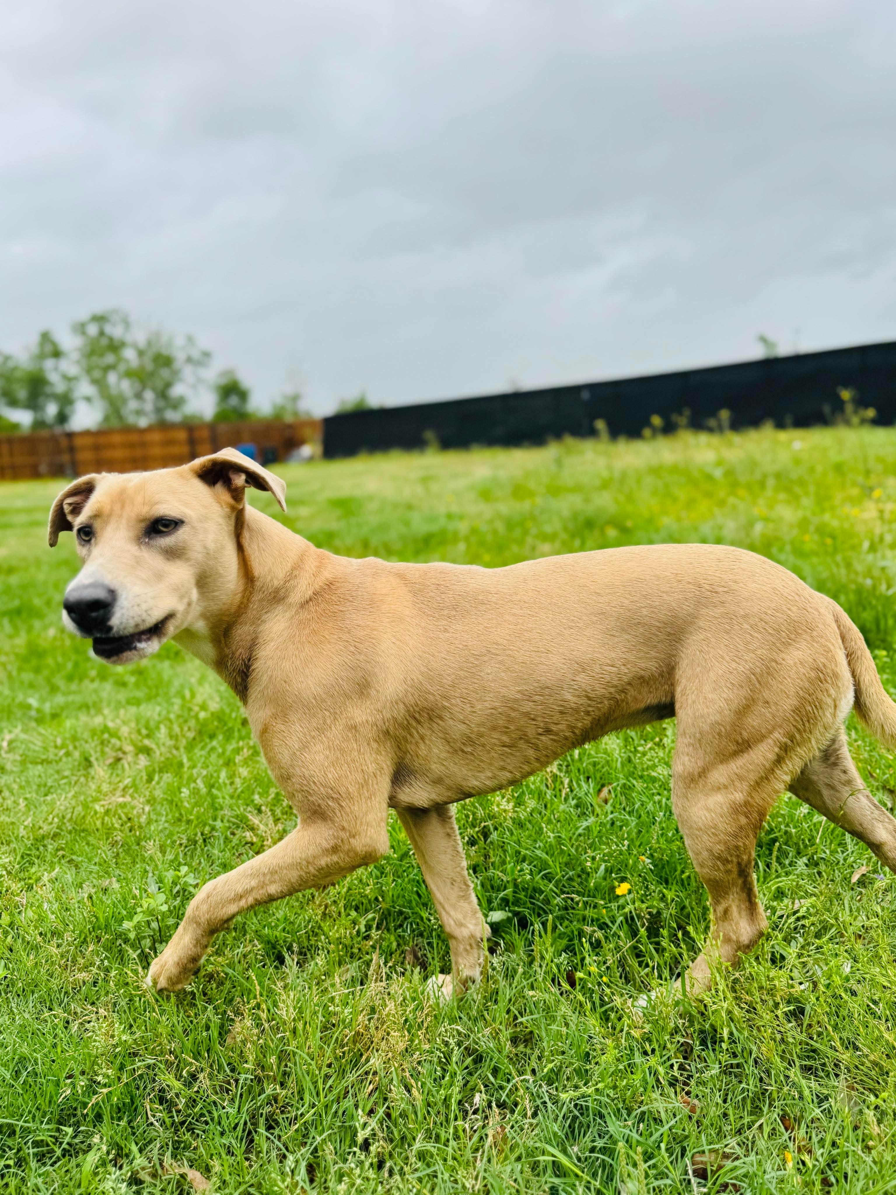 Enlarge Barbie, a Adopted mixed breed in Seattle, WA image 2/5