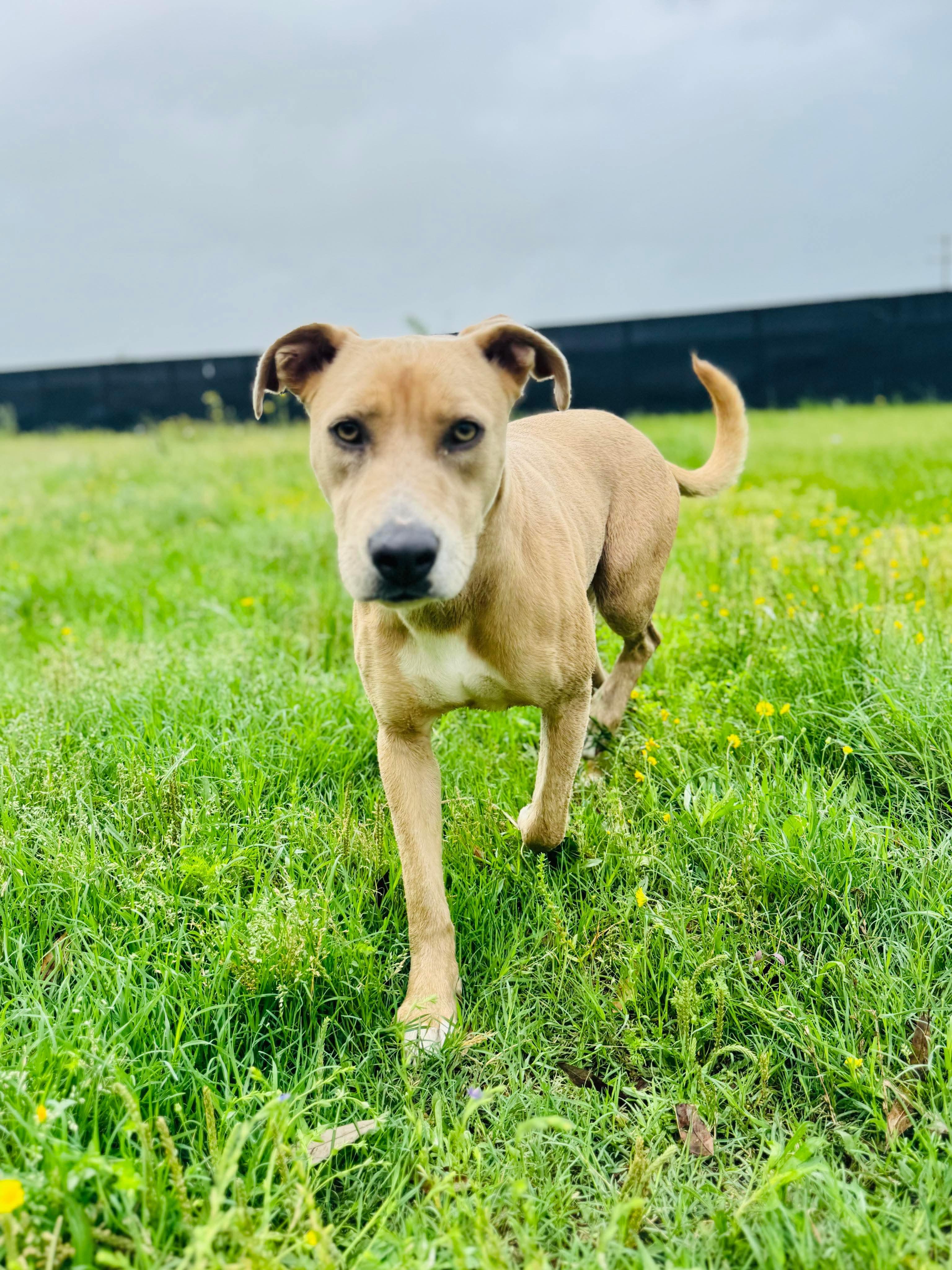 Enlarge Barbie, a Adopted mixed breed in Seattle, WA image 4/5