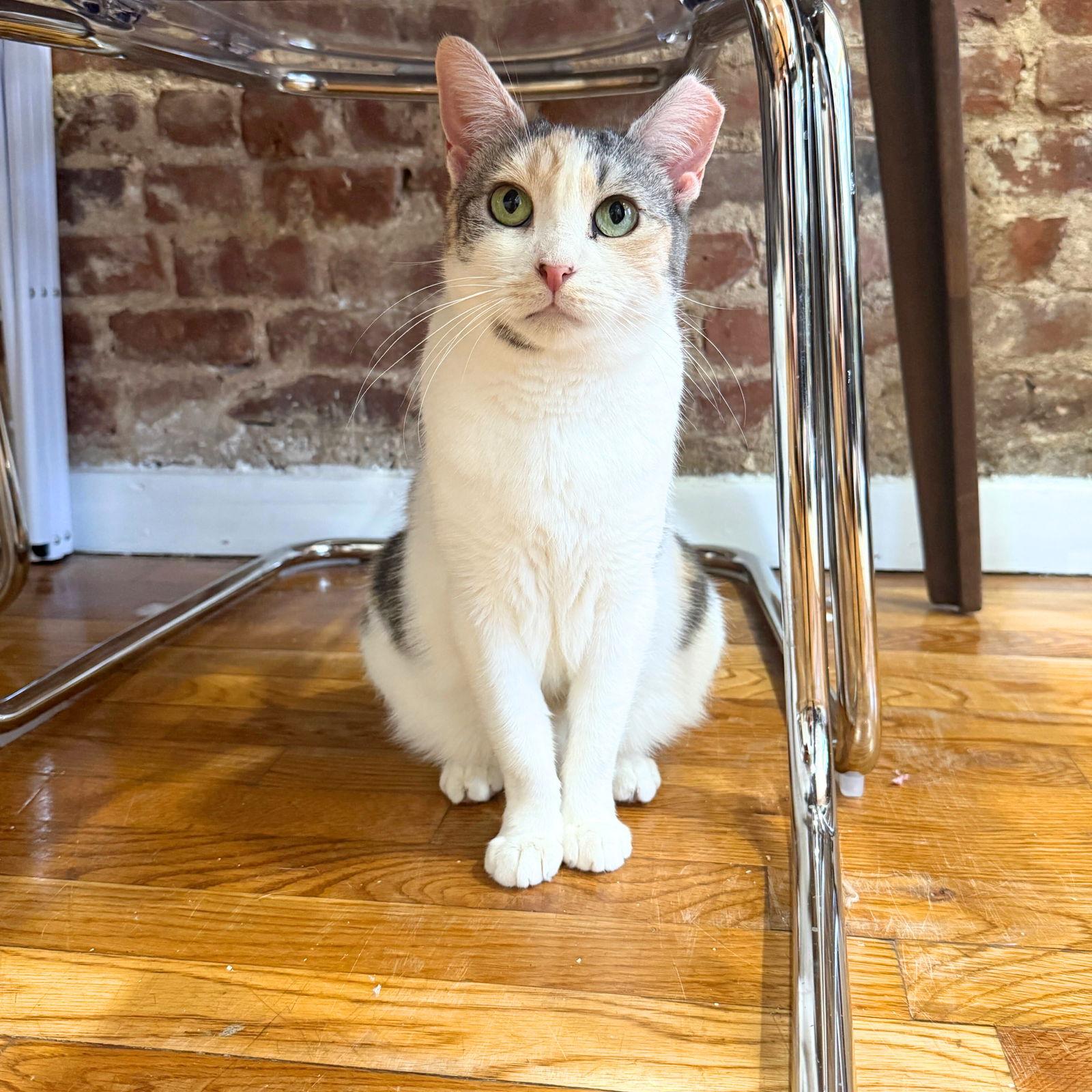 Enlarge A girl called Bryonia Bristol, a Adoptable Domestic Short Hair in Brooklyn, NY image 1/3